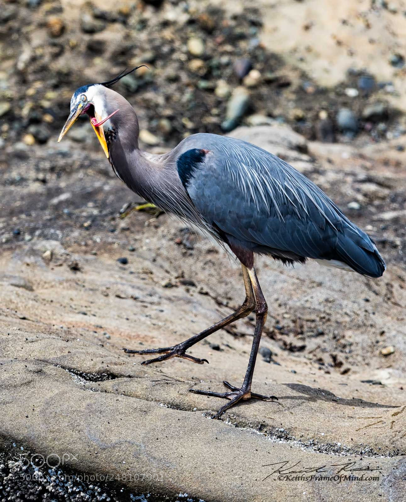 Canon EOS-1D X Mark II sample photo. 81. great blue heron photography