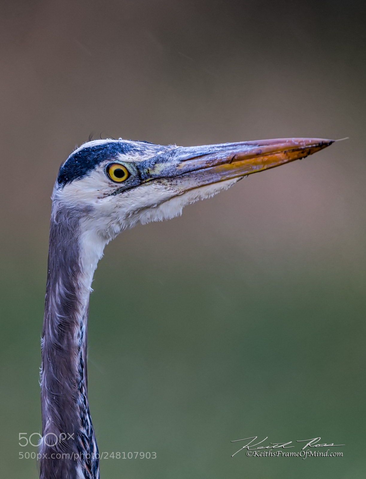 Canon EOS-1D X Mark II sample photo. 180. great blue heron photography