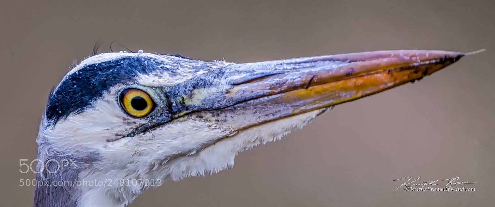 Canon EOS-1D X Mark II sample photo. 179. great blue heron photography
