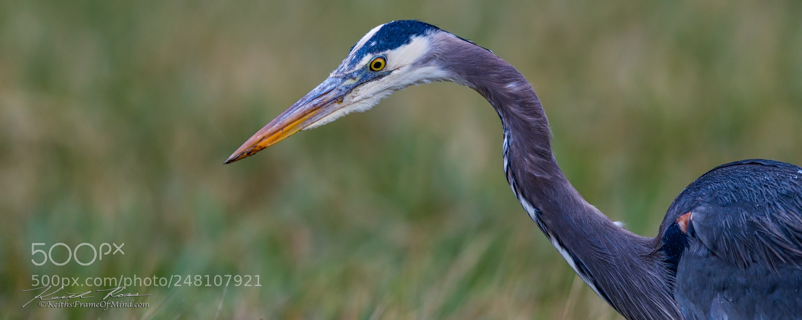 Canon EOS-1D X Mark II sample photo. 181. great blue heron photography