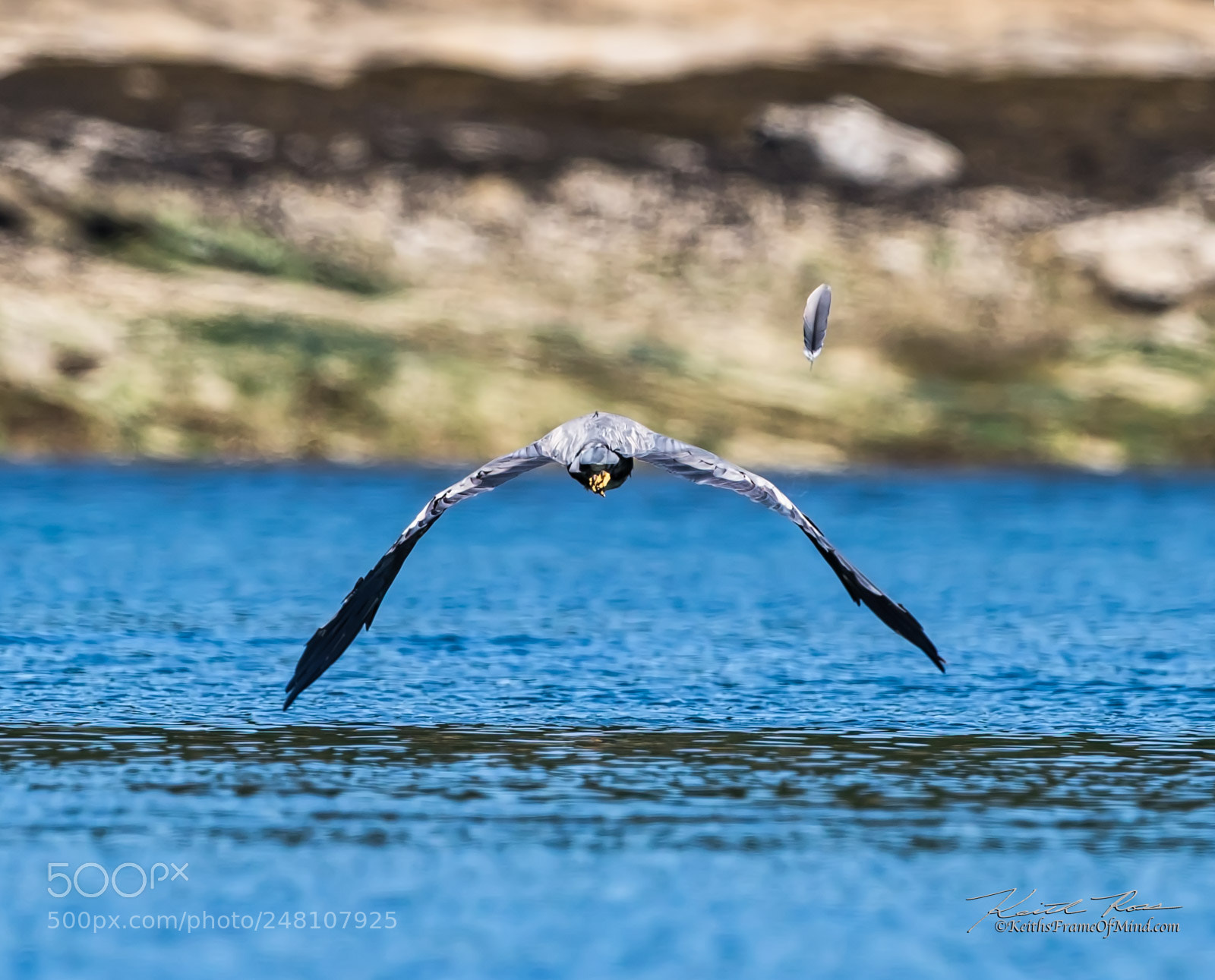 Canon EOS 7D Mark II sample photo. 99. great blue heron photography