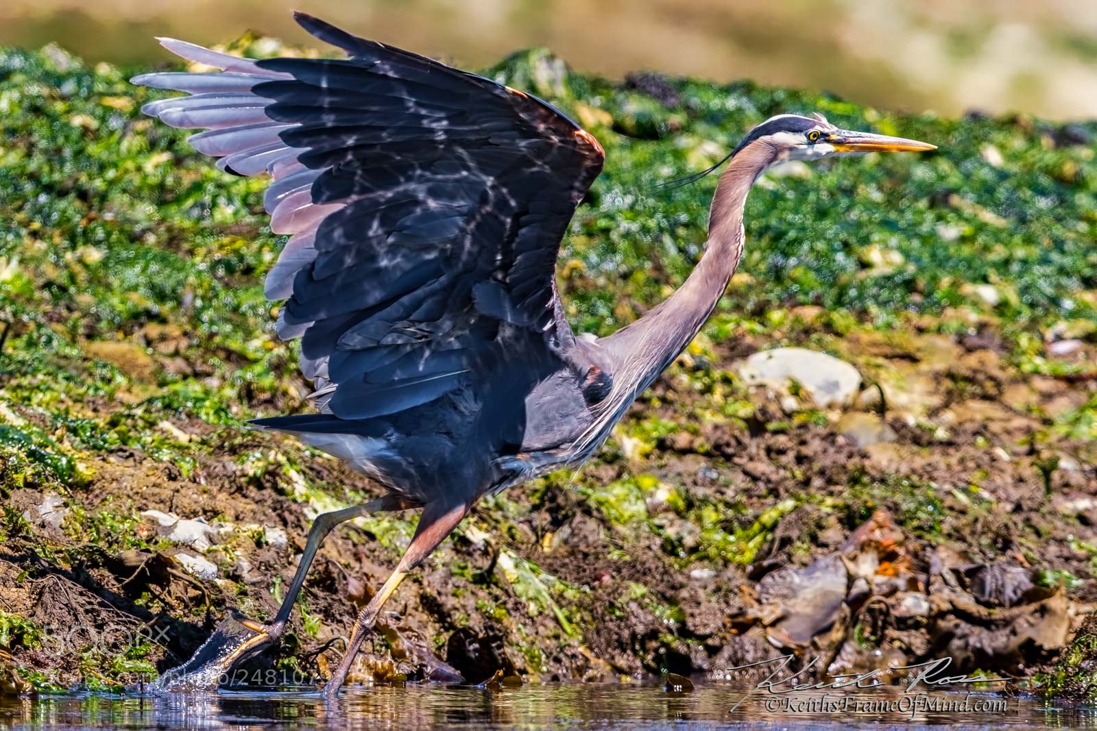 Canon EOS 7D Mark II sample photo. 101. great blue heron photography