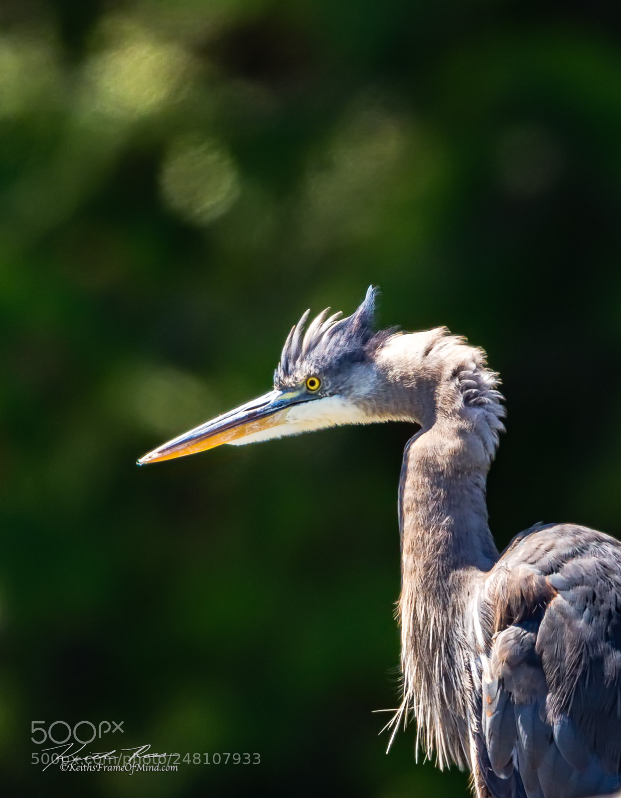 Canon EOS-1D X Mark II sample photo. 102. great blue heron photography