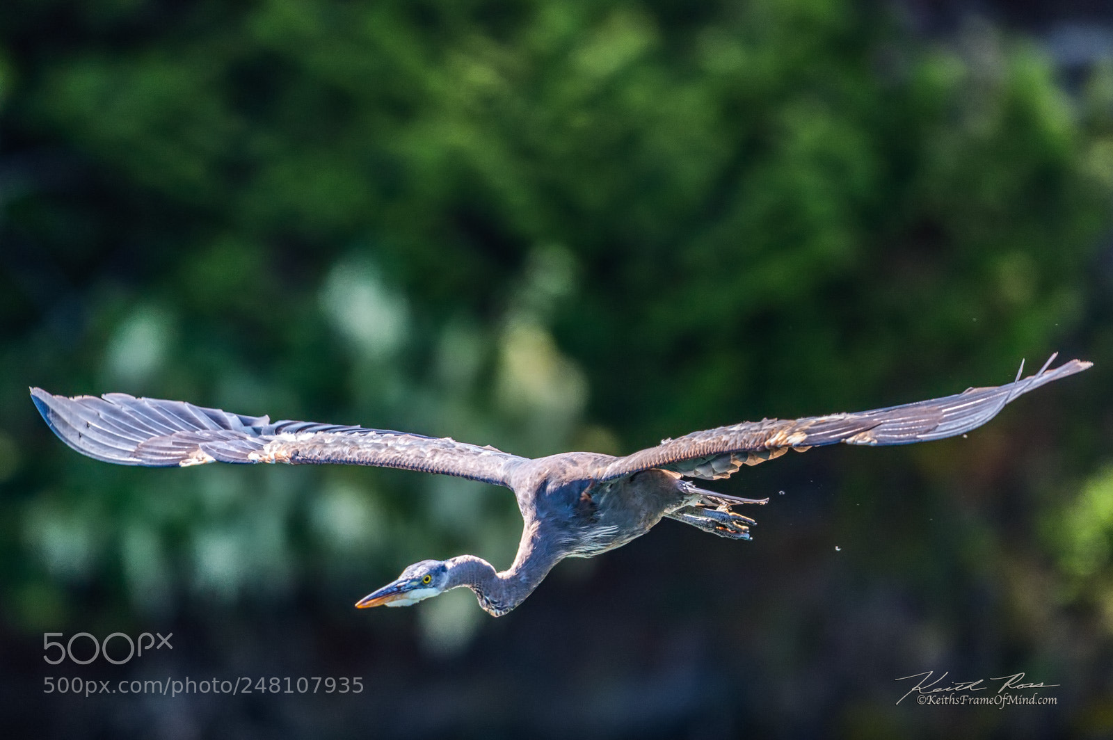 Canon EOS-1D X Mark II sample photo. 105. great blue heron photography