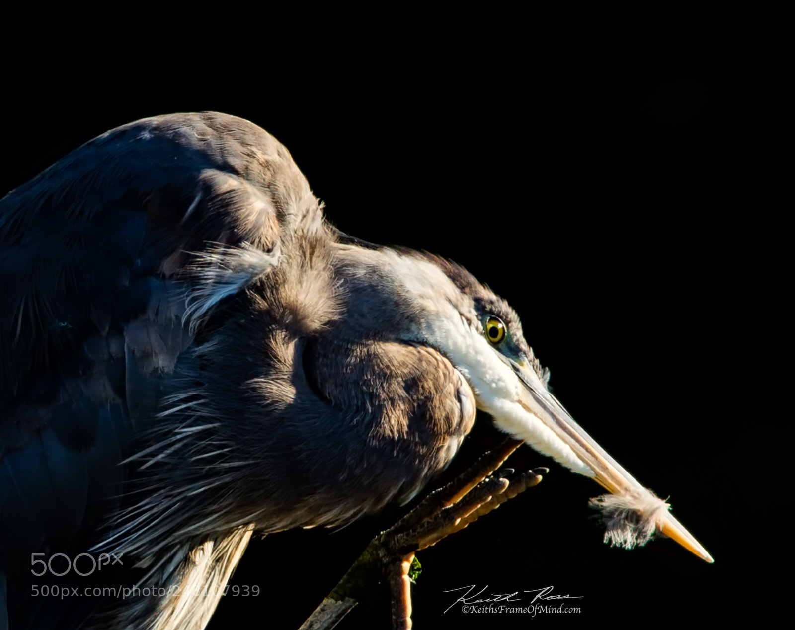 Canon EOS-1D X Mark II sample photo. 107. great blue heron photography