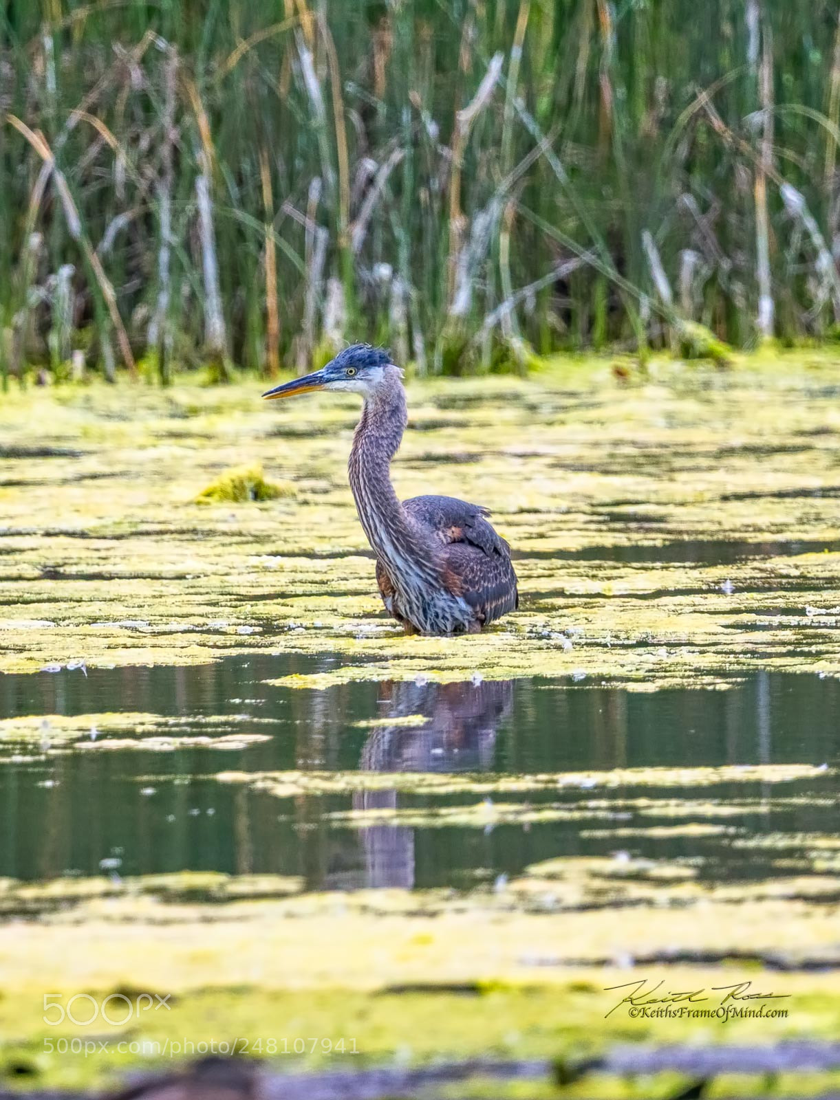 Canon EOS-1D X Mark II sample photo. 120. great blue heron photography