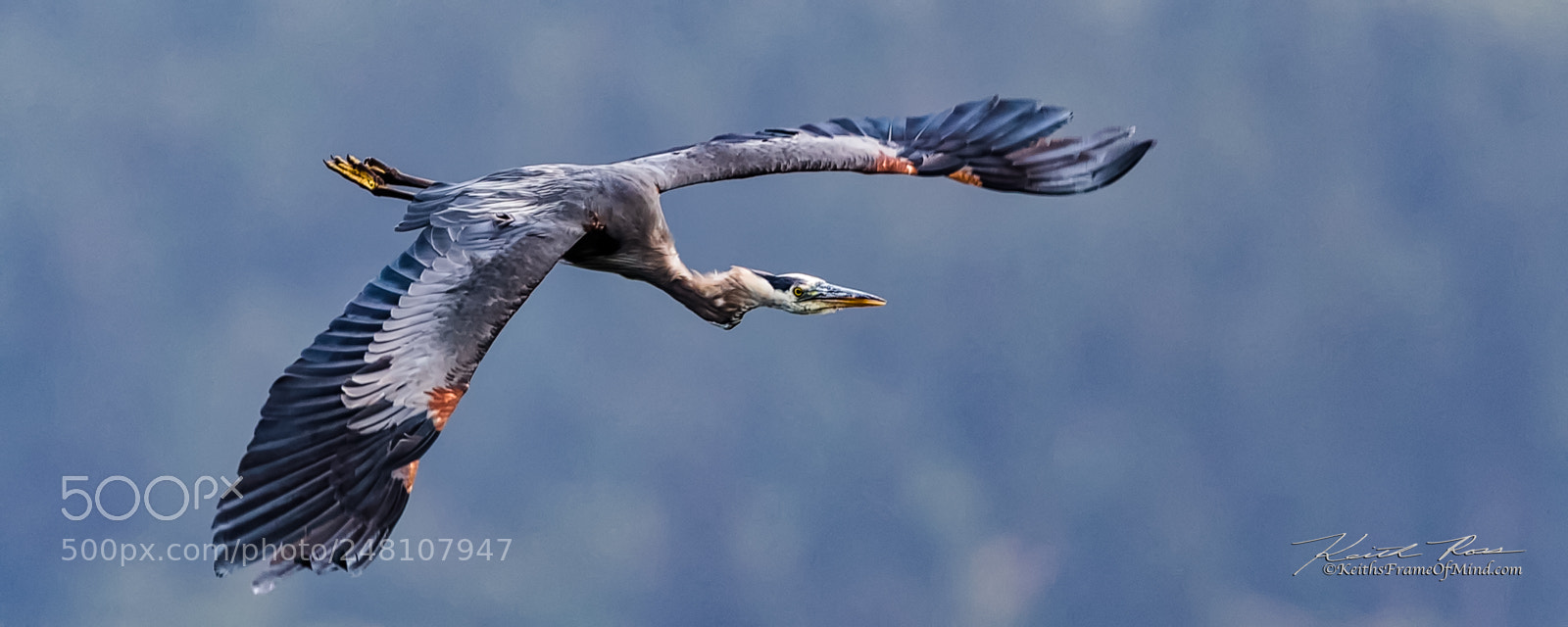 Canon EOS-1D X Mark II sample photo. 123. great blue heron photography