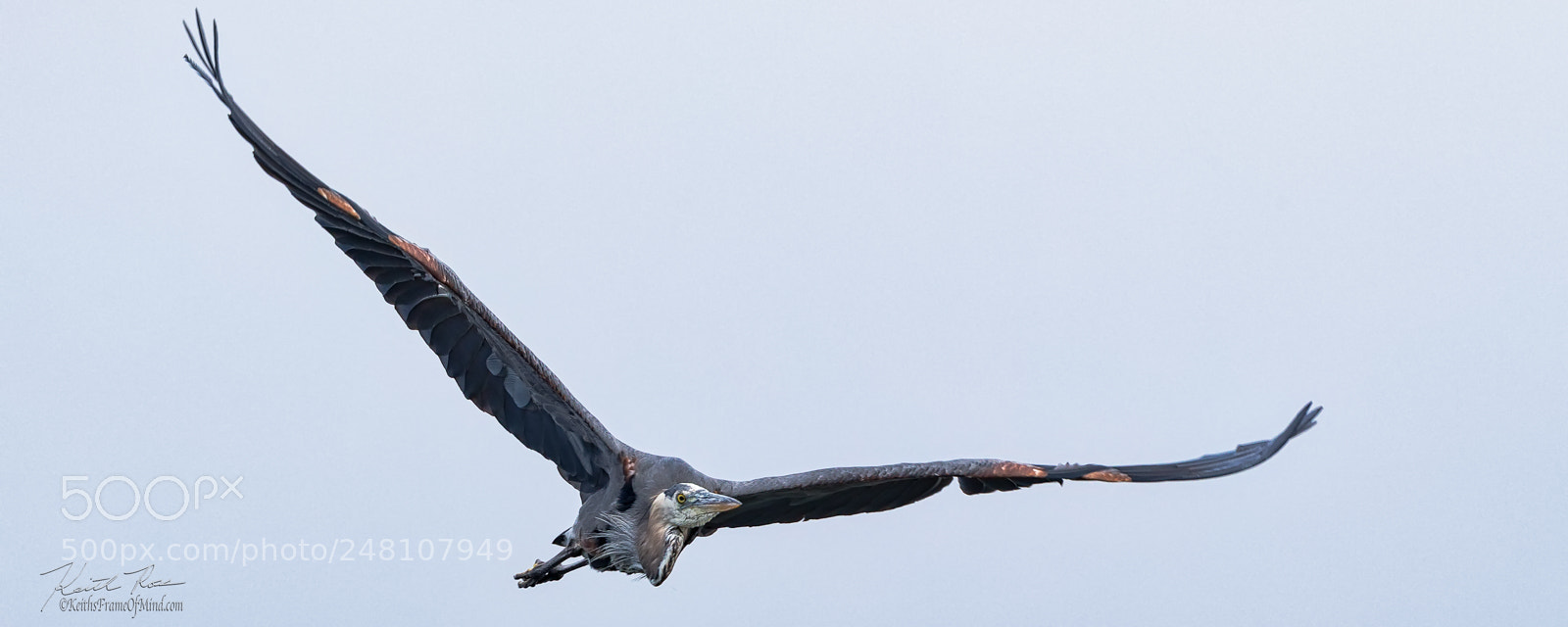 Canon EOS-1D X Mark II sample photo. 124. great blue heron flying  photography
