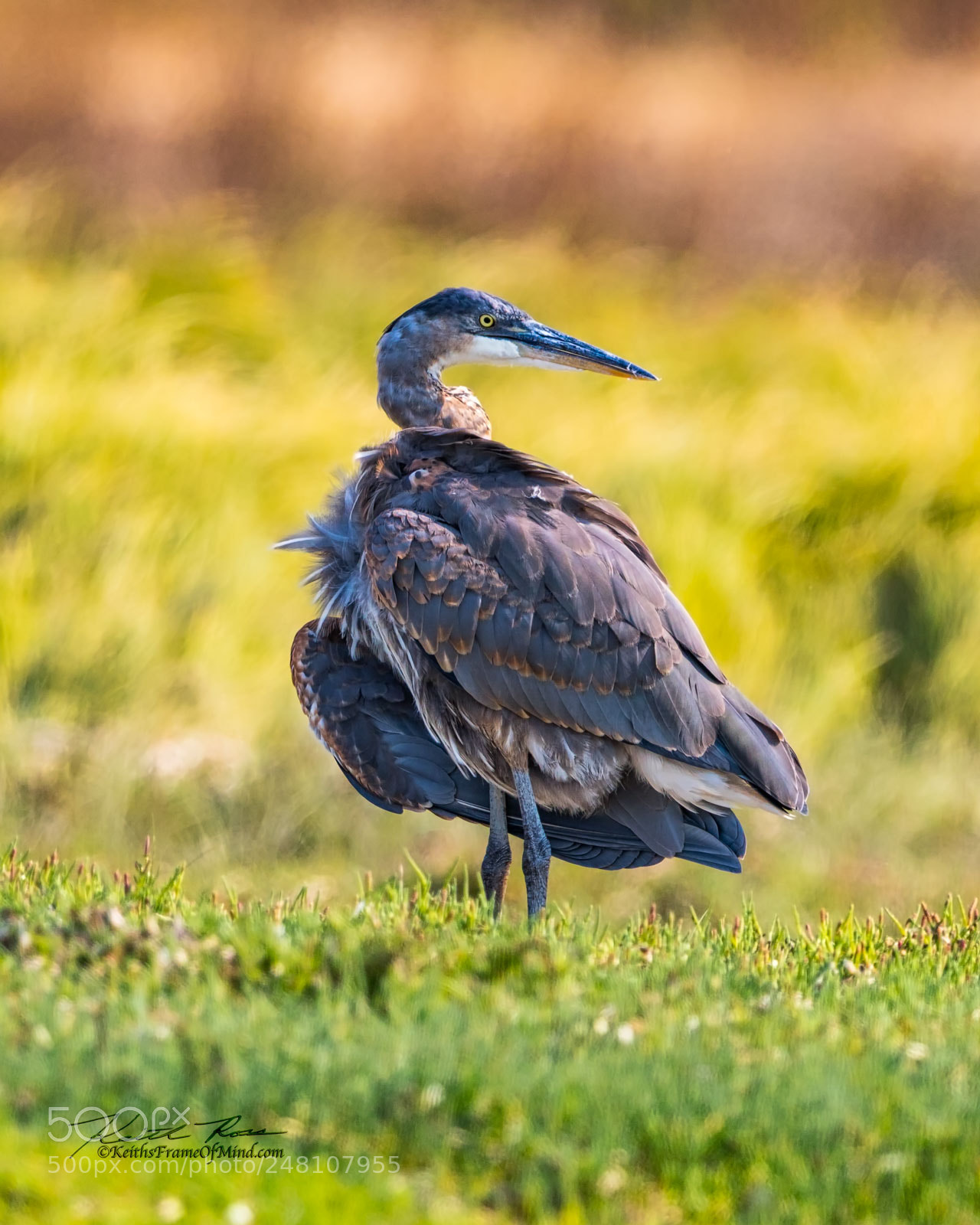 Canon EOS-1D X Mark II sample photo. 131. great blue heron photography
