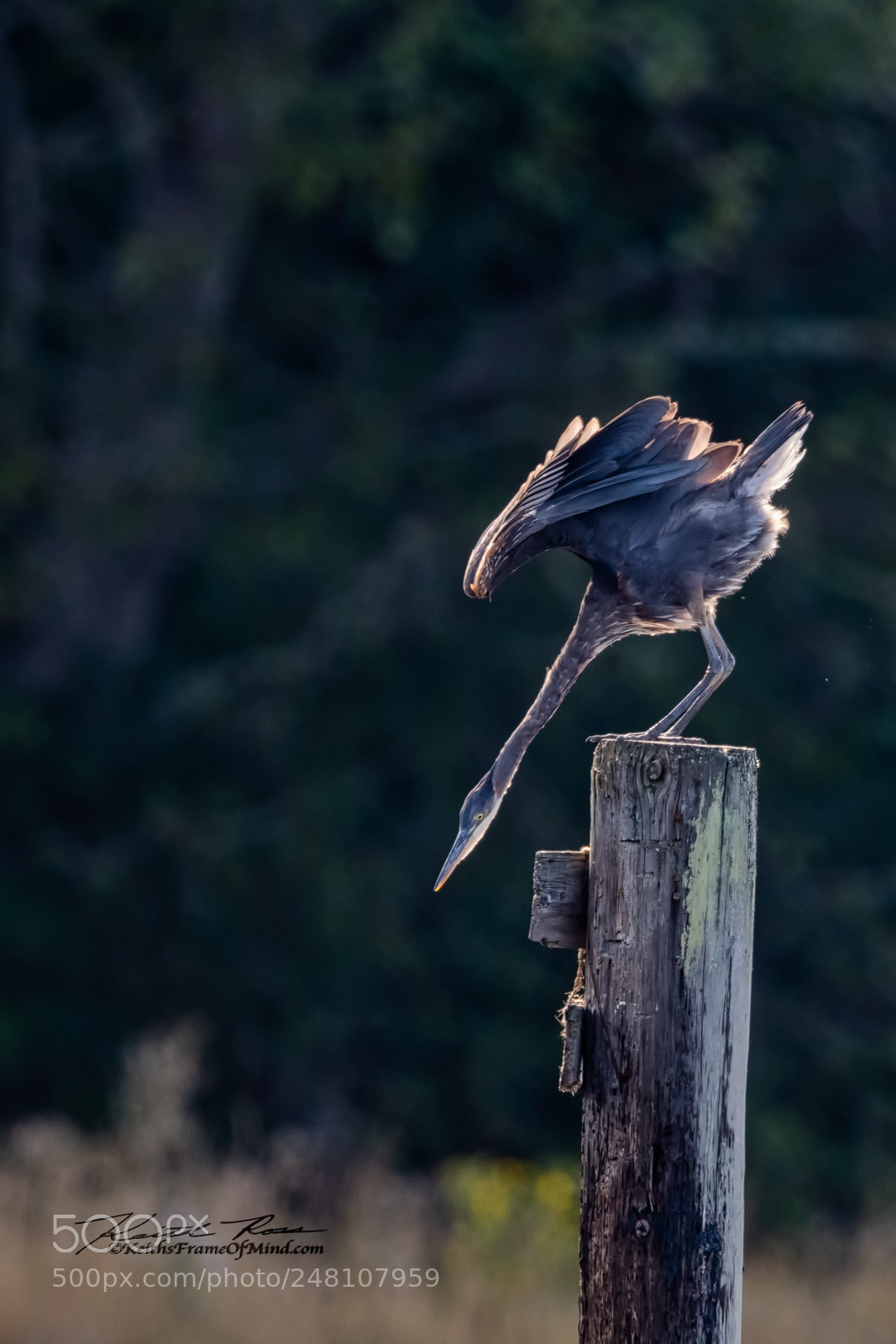 Canon EOS-1D X Mark II sample photo. 134. great blue heron   photography