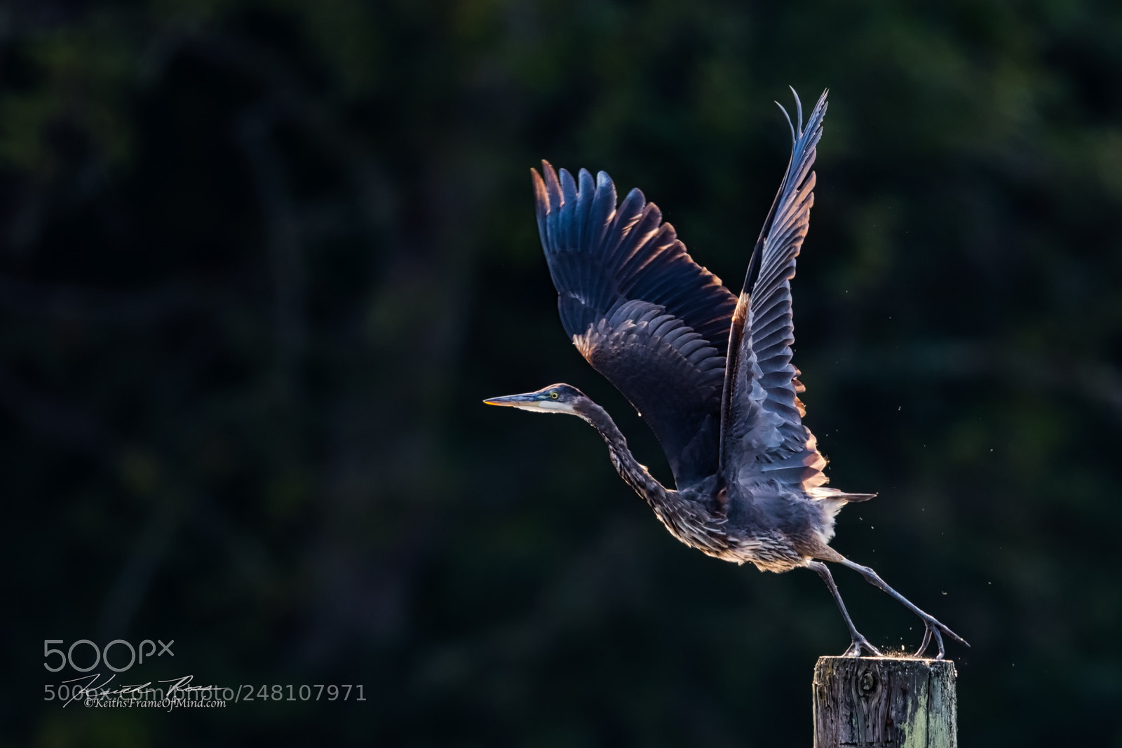 Canon EOS-1D X Mark II sample photo. 137. great blue heron photography