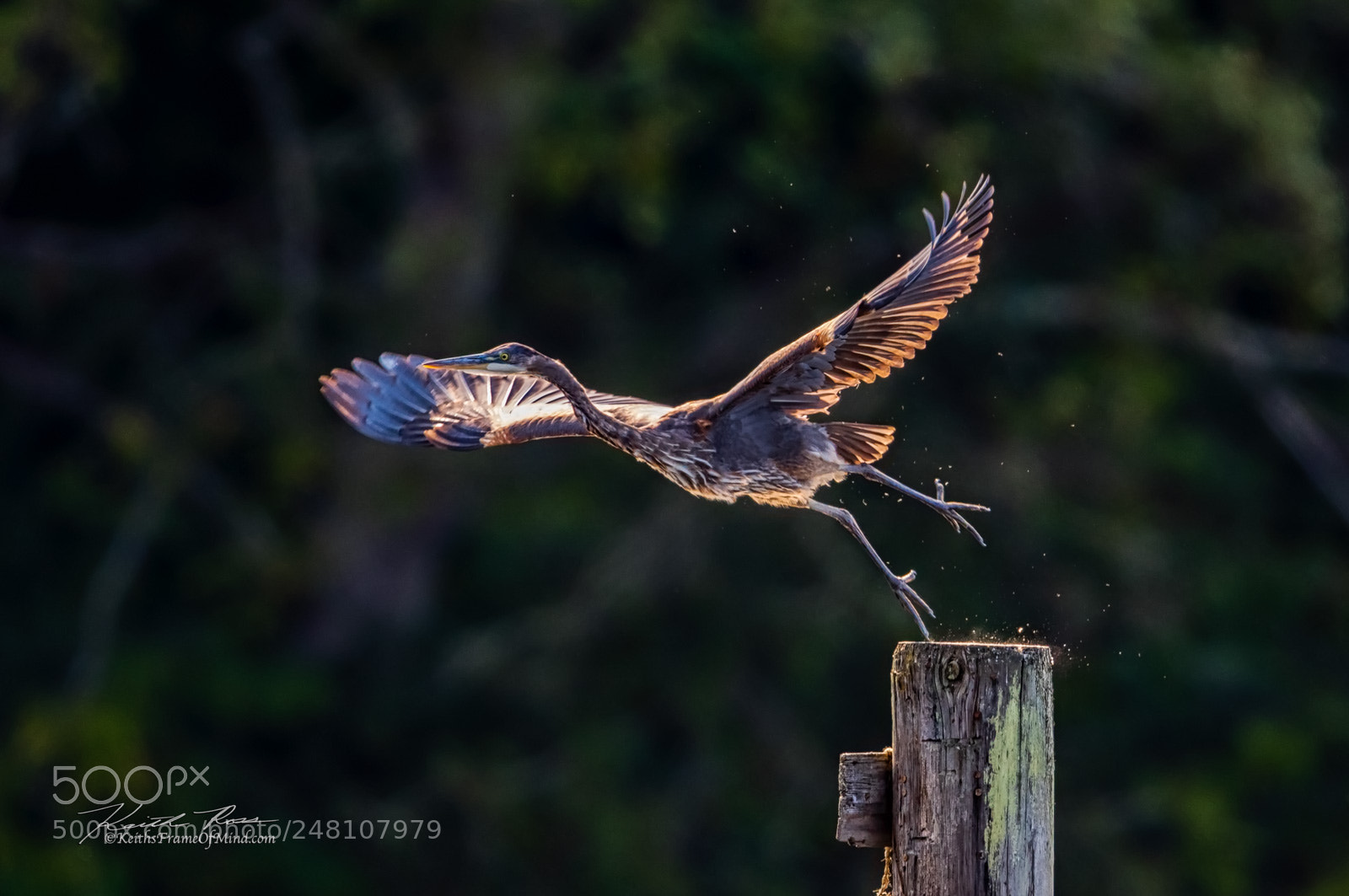 Canon EOS-1D X Mark II sample photo. 136. great blue heron photography