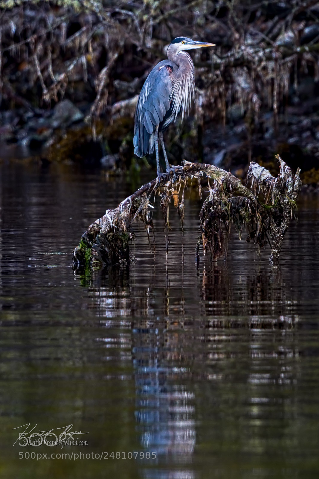 Canon EOS-1D X Mark II sample photo. 141. great blue heron photography