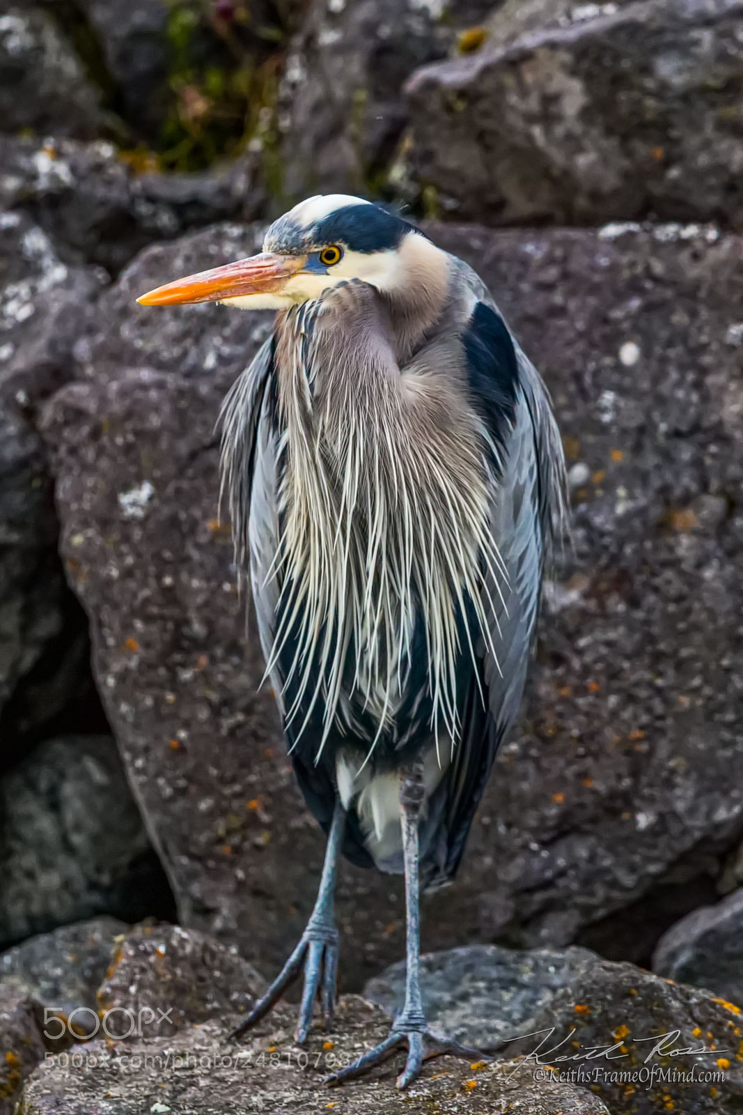 Canon EOS-1D X Mark II sample photo. 61. great blue heron   photography