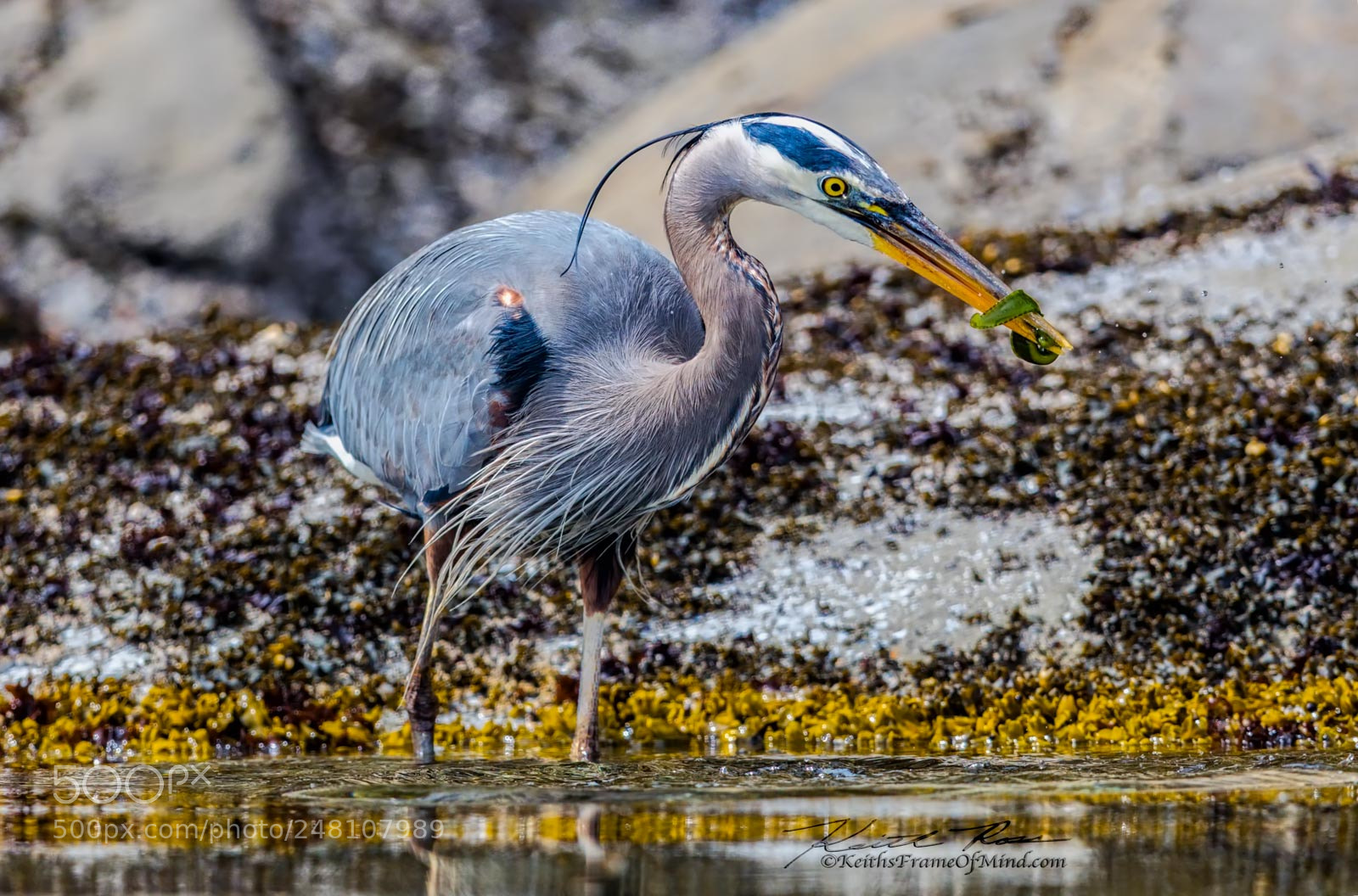 Canon EOS-1D X Mark II sample photo. 84. great blue heron photography