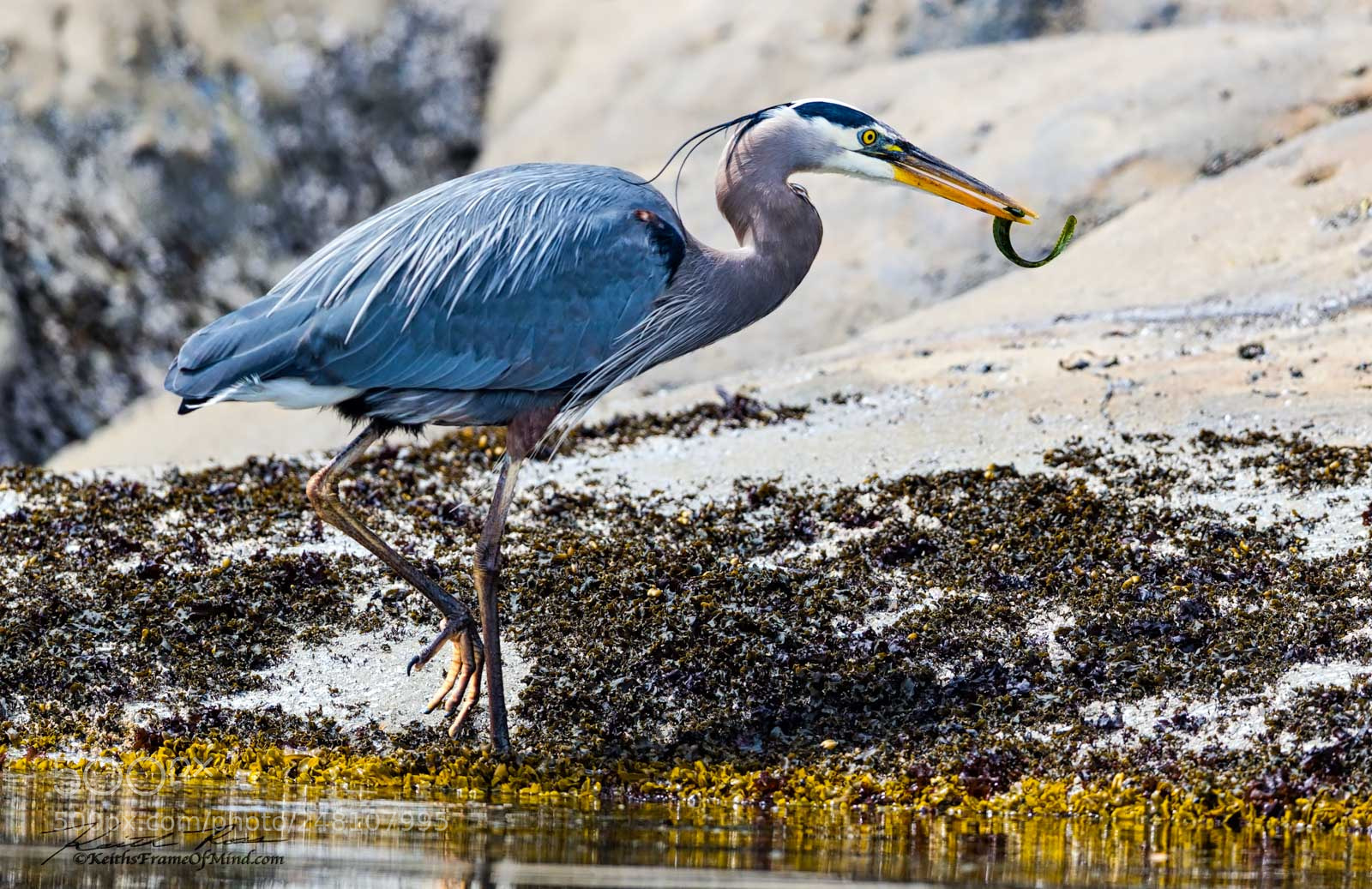 Canon EOS-1D X Mark II sample photo. 86. great blue heron photography