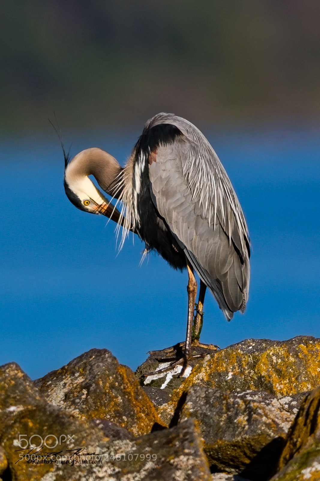 Canon EOS-1D X Mark II sample photo. 87. great blue heron preening photography