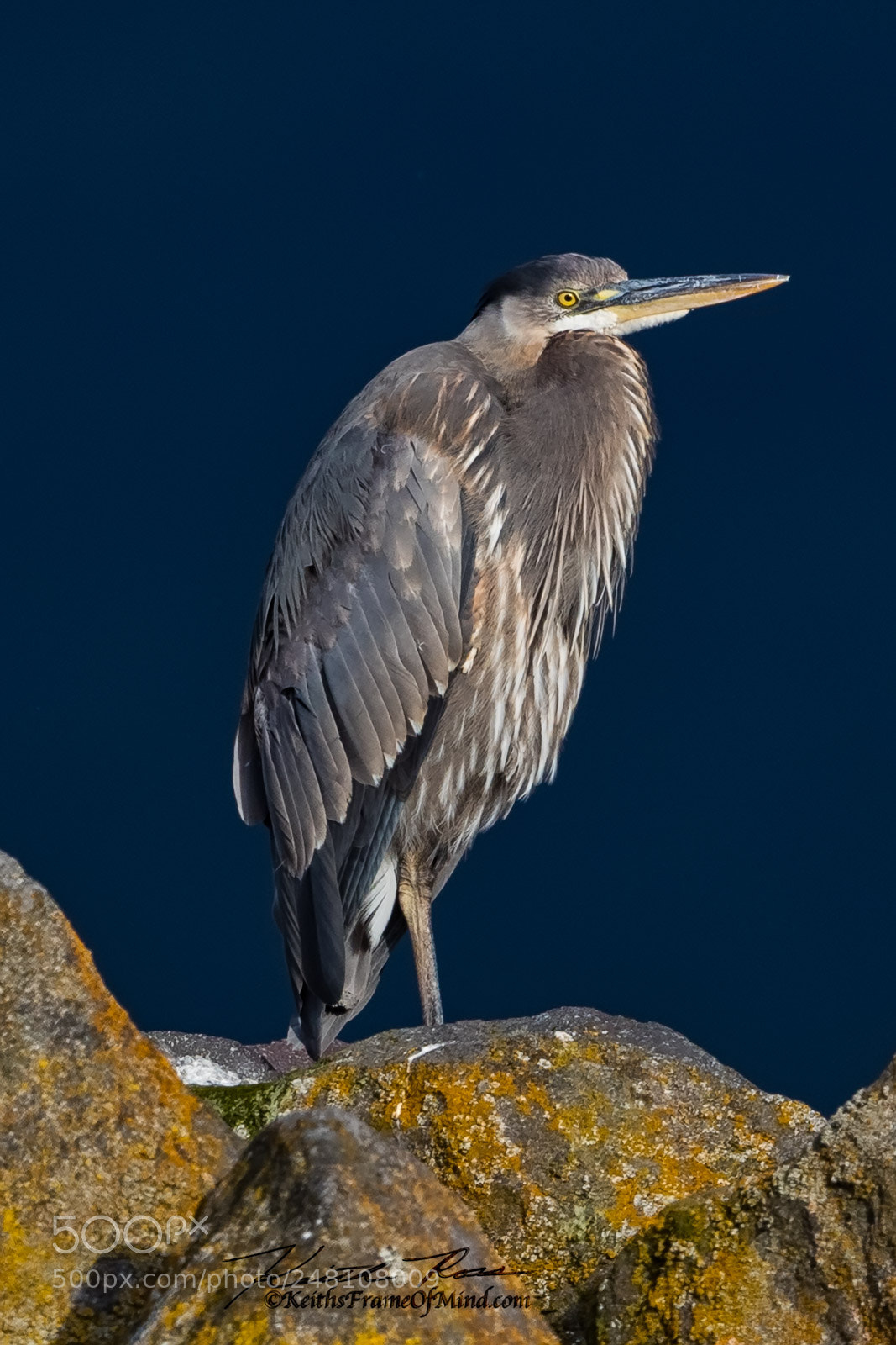 Canon EOS-1D X Mark II sample photo. 89. great blue heron photography