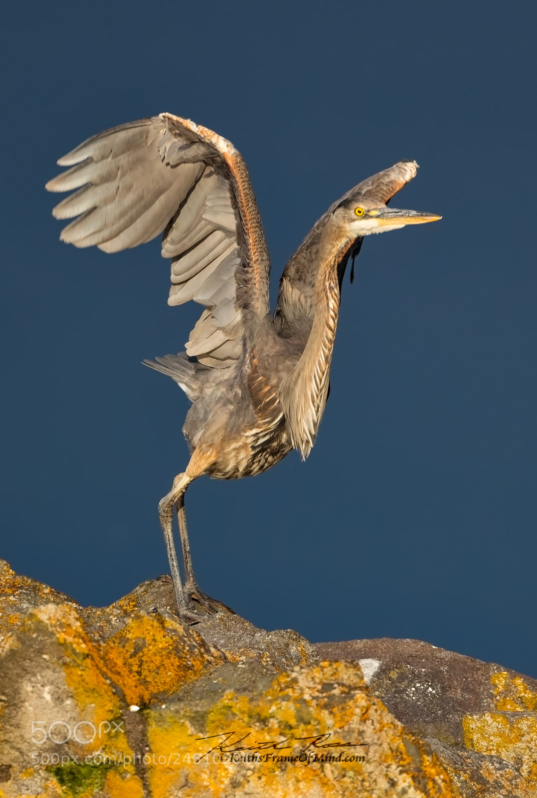 Canon EOS-1D X Mark II sample photo. 91. great blue heron photography