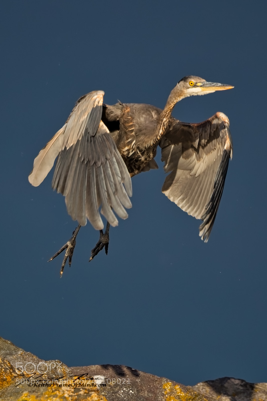 Canon EOS-1D X Mark II sample photo. 92. great blue heron photography