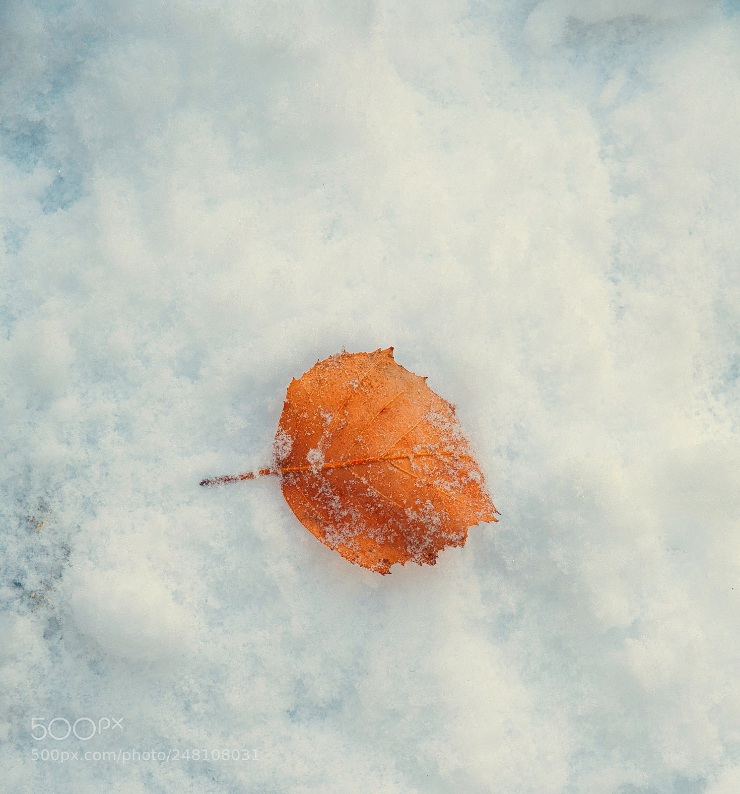 Nikon D300 sample photo. Leaf on snow photography