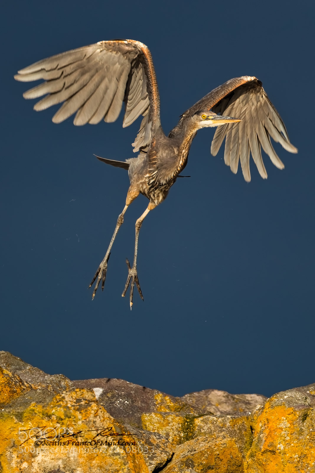 Canon EOS-1D X Mark II sample photo. 93. great blue heron photography