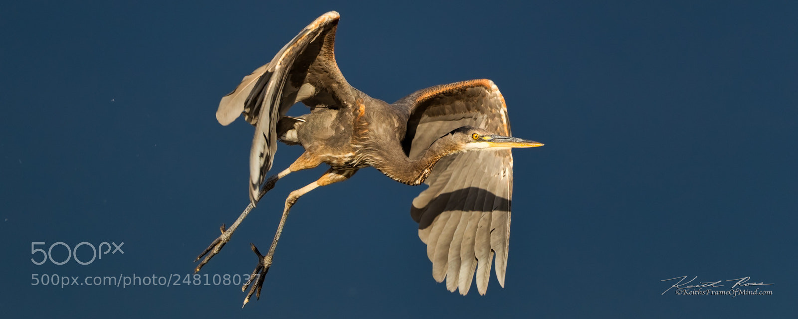 Canon EOS-1D X Mark II sample photo. 95. great blue heron photography