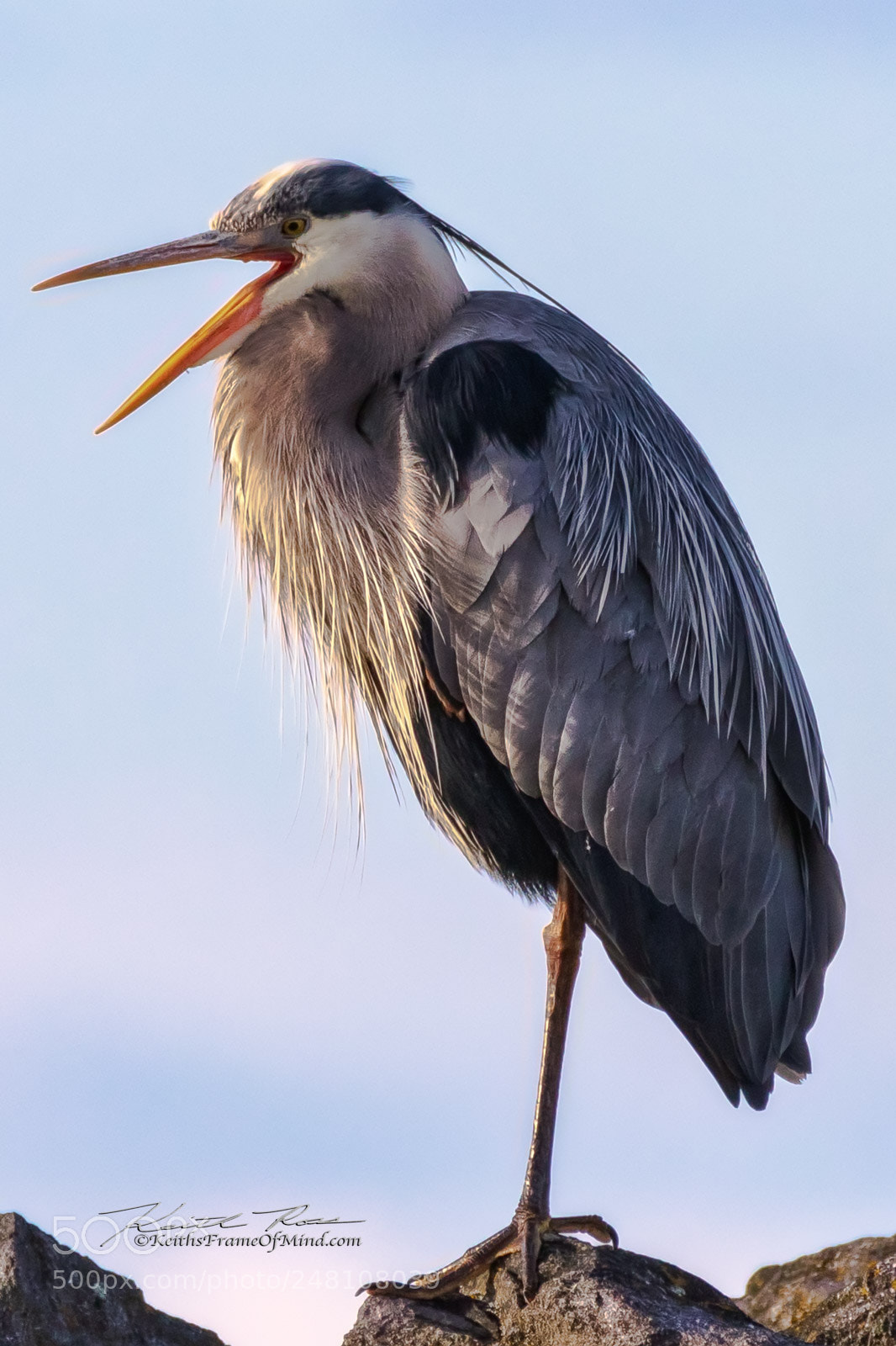 Canon EOS 7D Mark II sample photo. 98. great blue heron photography