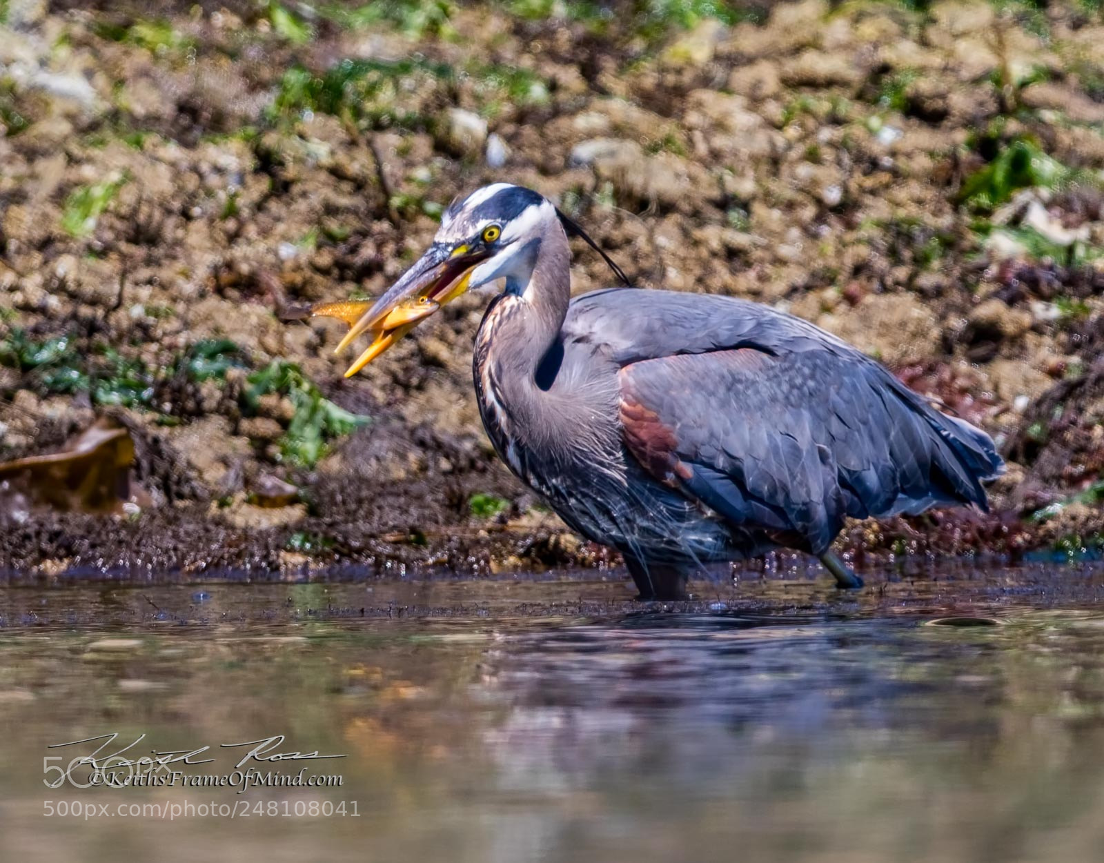 Canon EOS 7D Mark II sample photo. 100. great blue heron photography