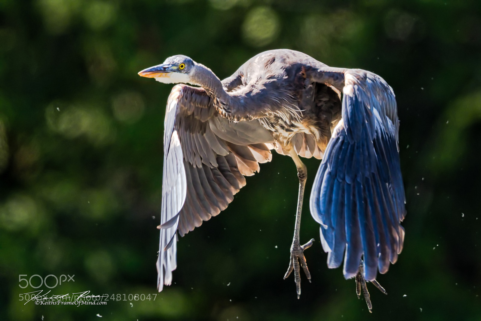 Canon EOS-1D X Mark II sample photo. 103. great blue heron photography