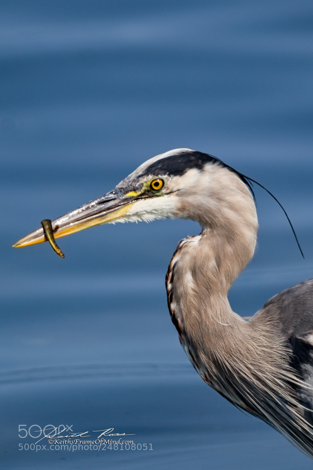 Canon EOS-1D X Mark II sample photo. 114. great blue heron photography