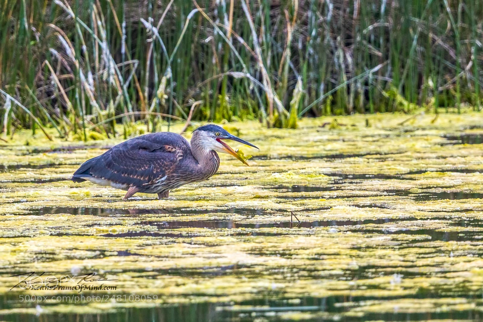 Canon EOS-1D X Mark II sample photo. 117. great blue heron photography