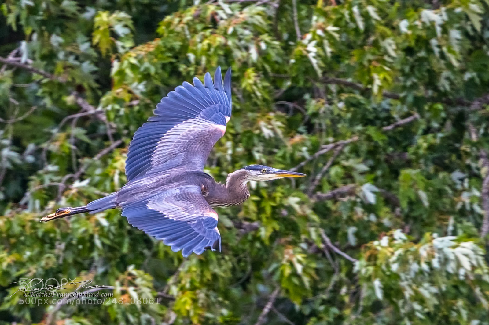 Canon EOS-1D X Mark II sample photo. 122. great blue heron flying  photography