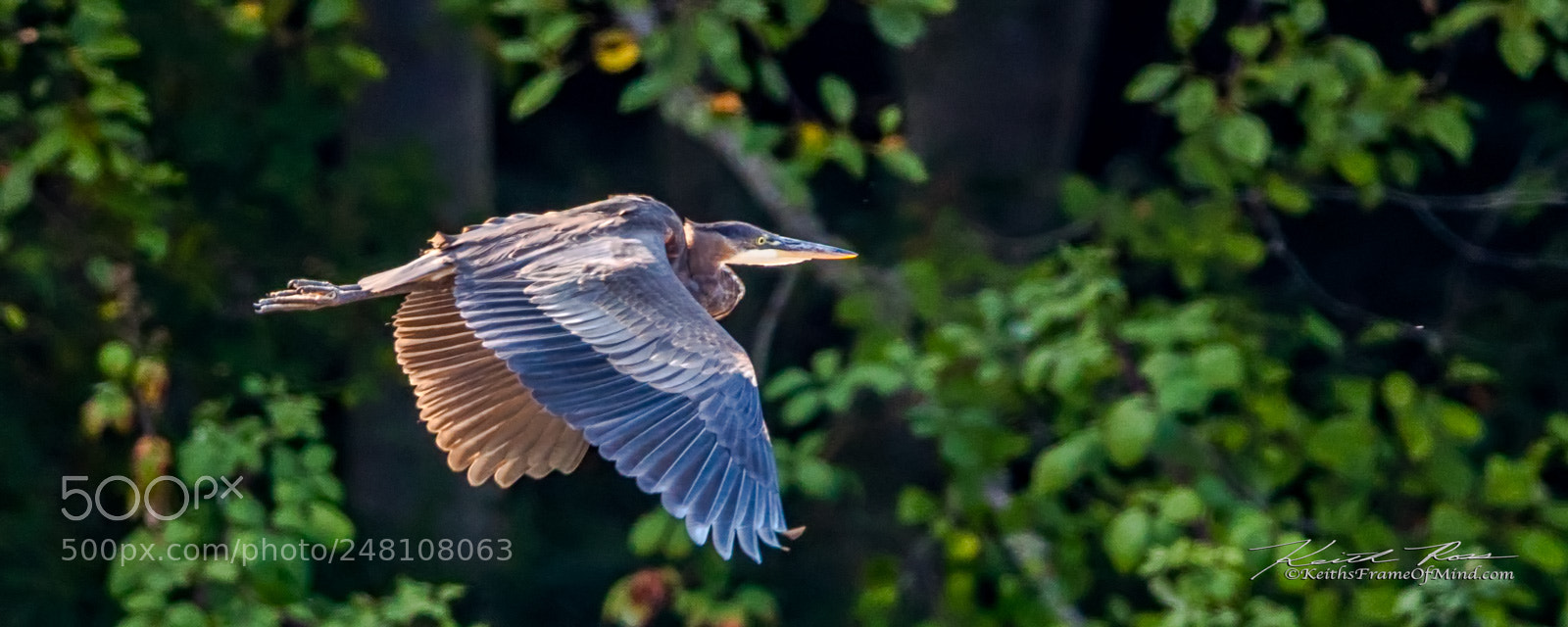 Canon EOS-1D X Mark II sample photo. 140. great blue heron photography