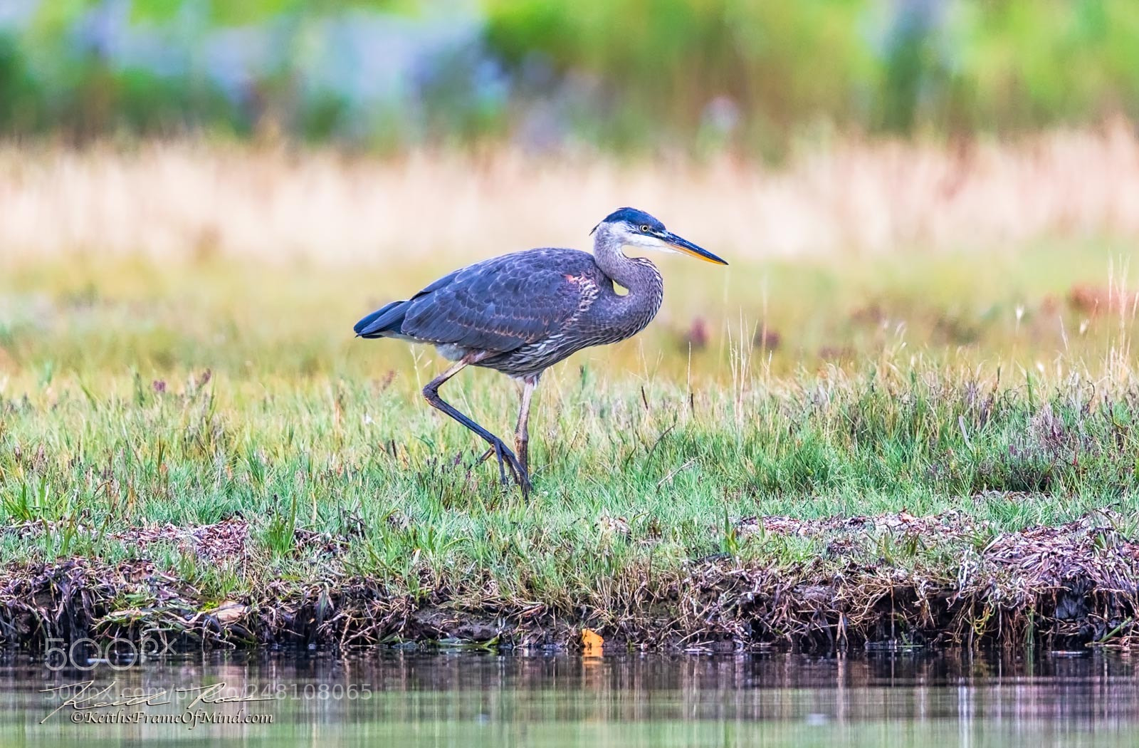 Canon EOS-1D X Mark II sample photo. 144. great blue heron photography