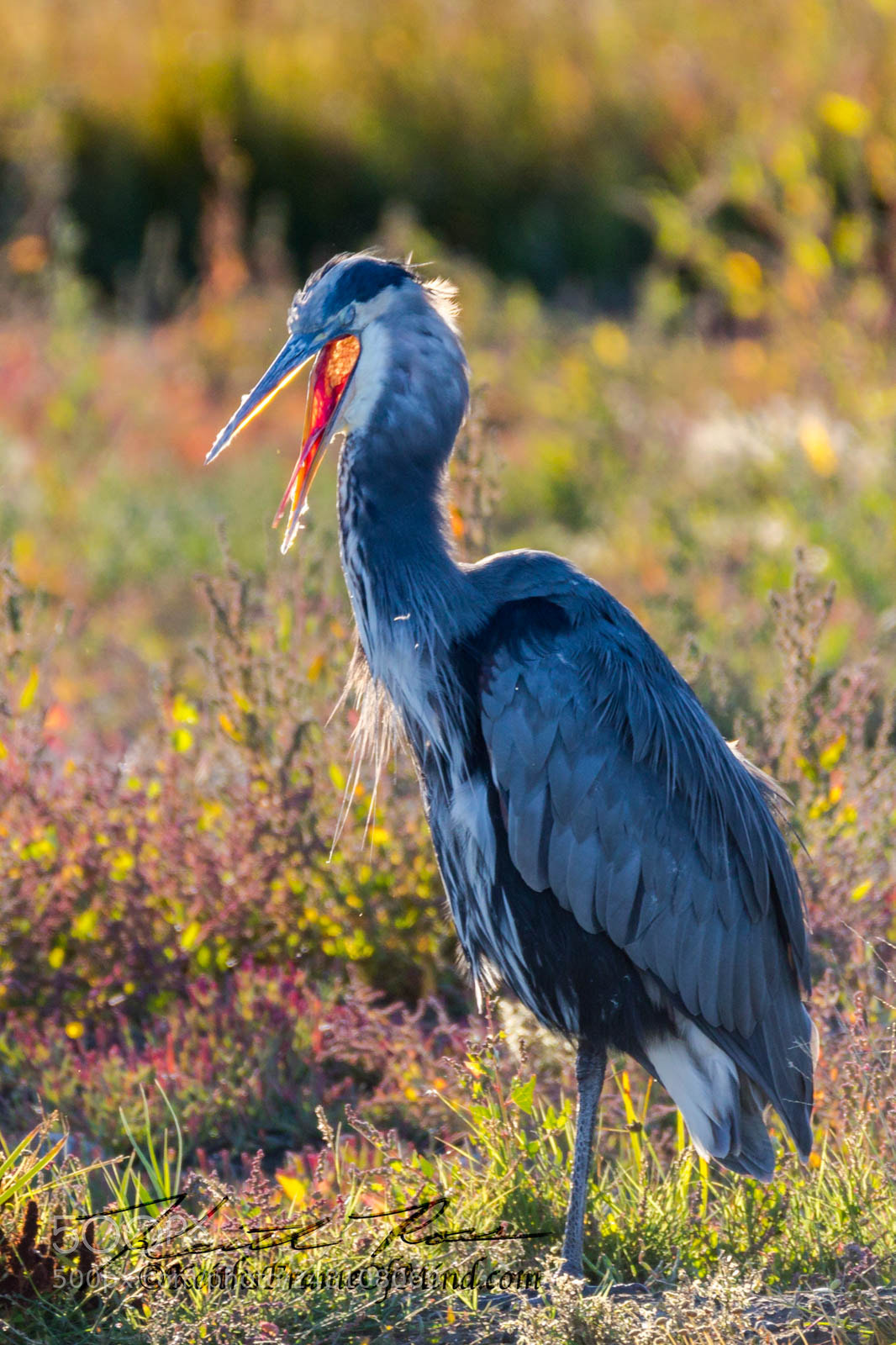Canon EOS 7D Mark II sample photo. 164. great blue heron photography