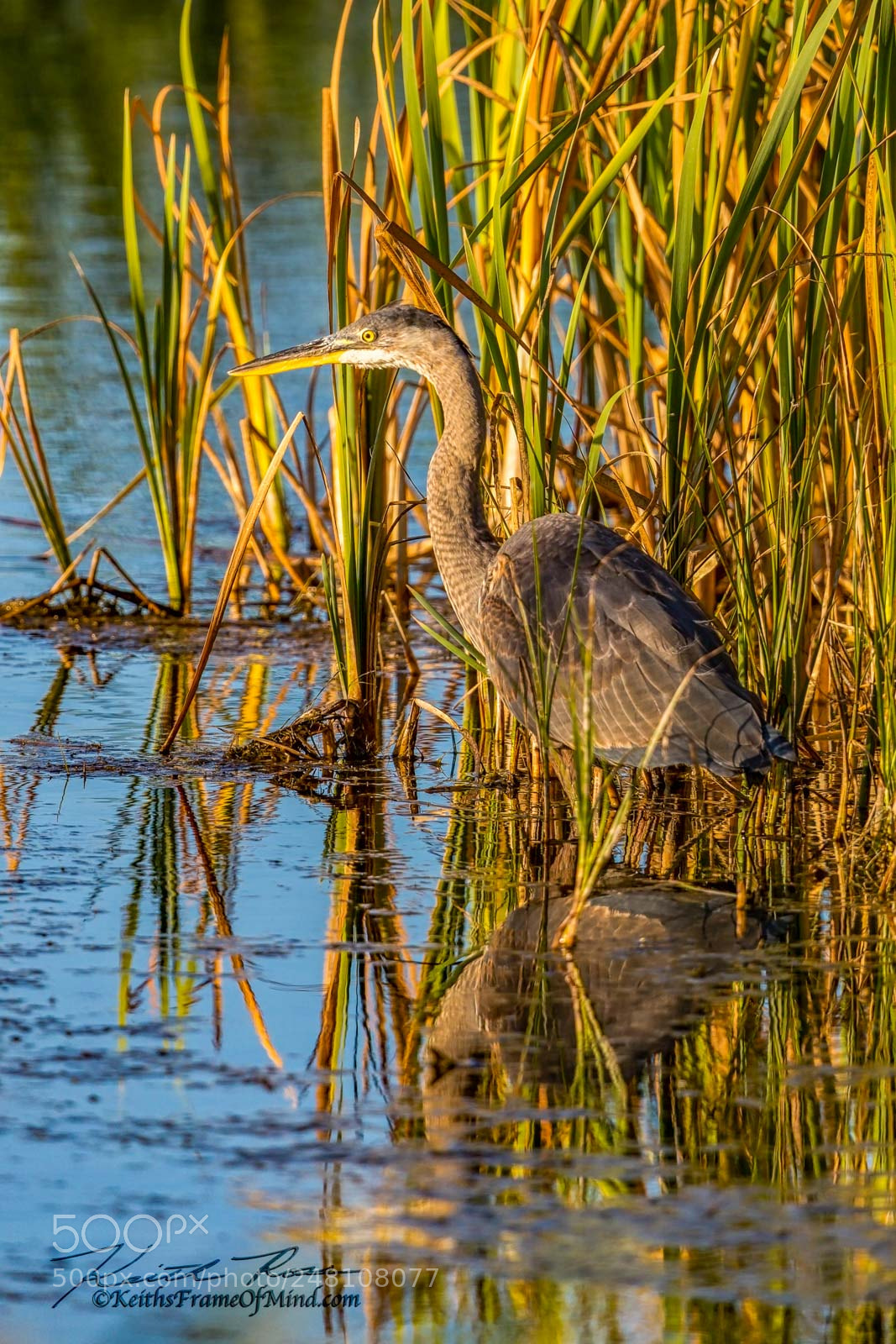 Canon EOS-1D X Mark II sample photo. 151. great blue heron photography