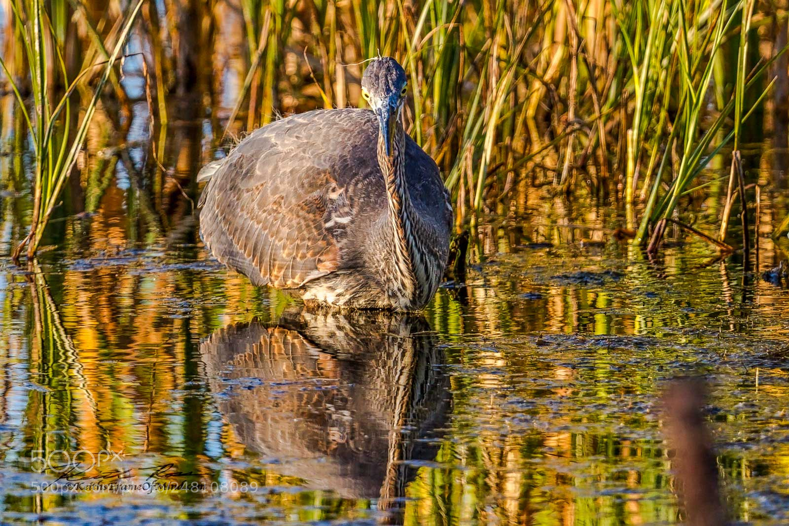 Canon EOS-1D X Mark II sample photo. 152. great blue heron photography