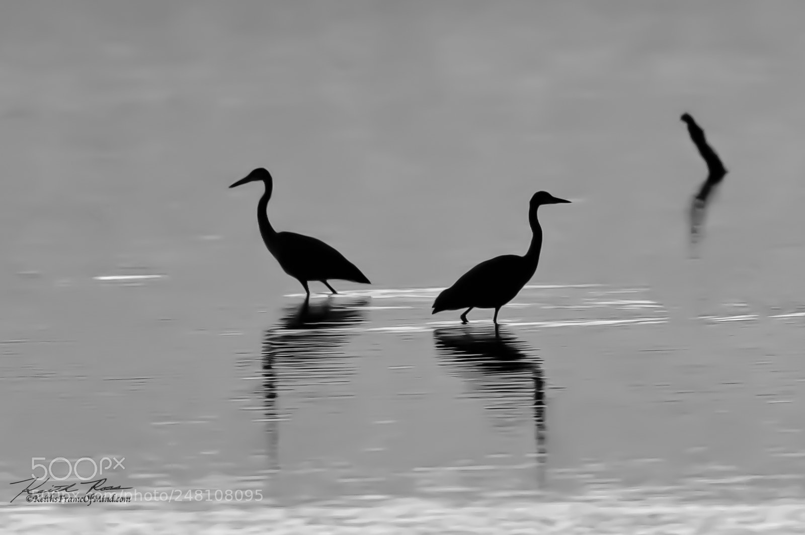Canon EOS-1D X Mark II sample photo. 154. great blue heron photography
