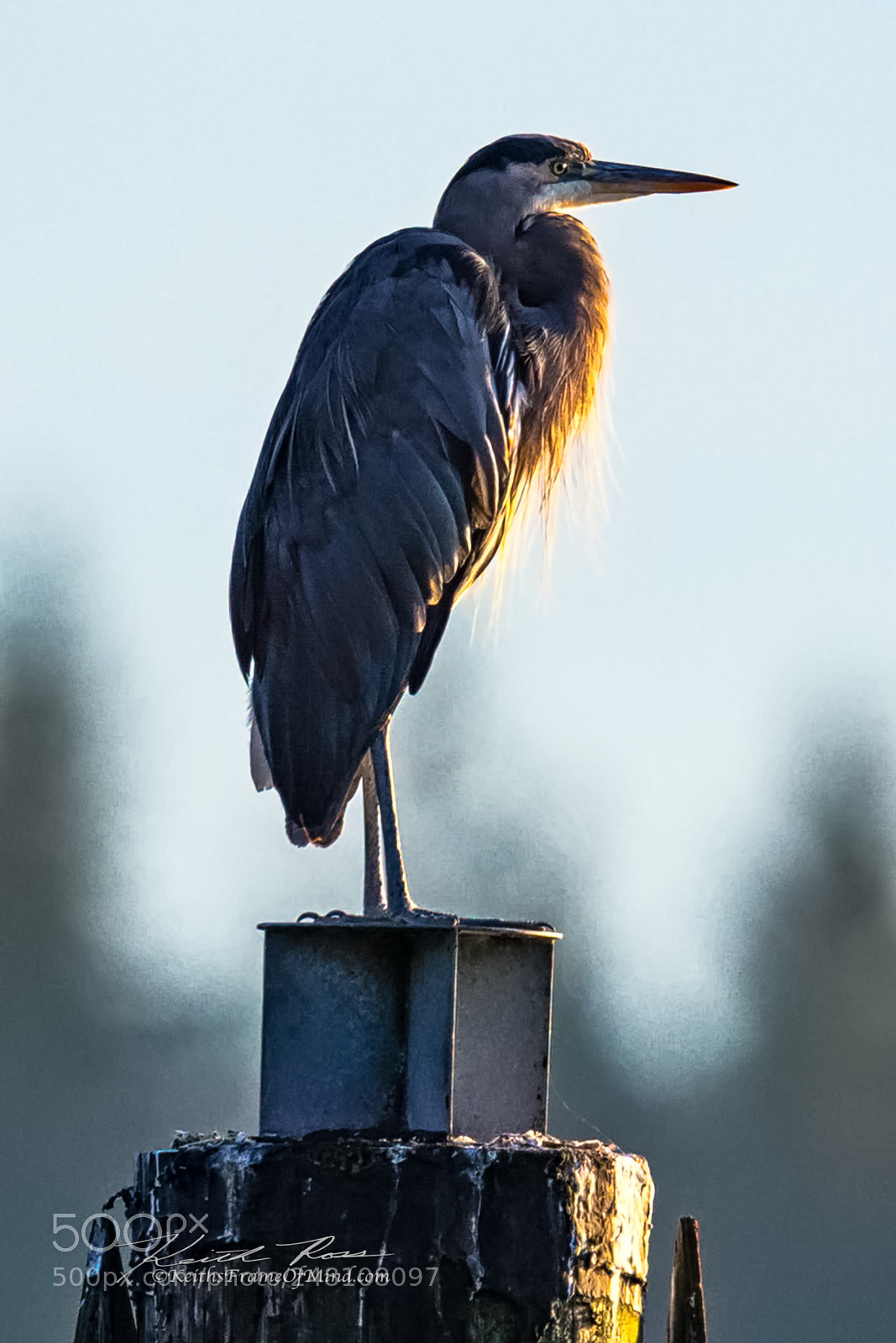 Canon EOS-1D X Mark II sample photo. 156. great blue heron photography