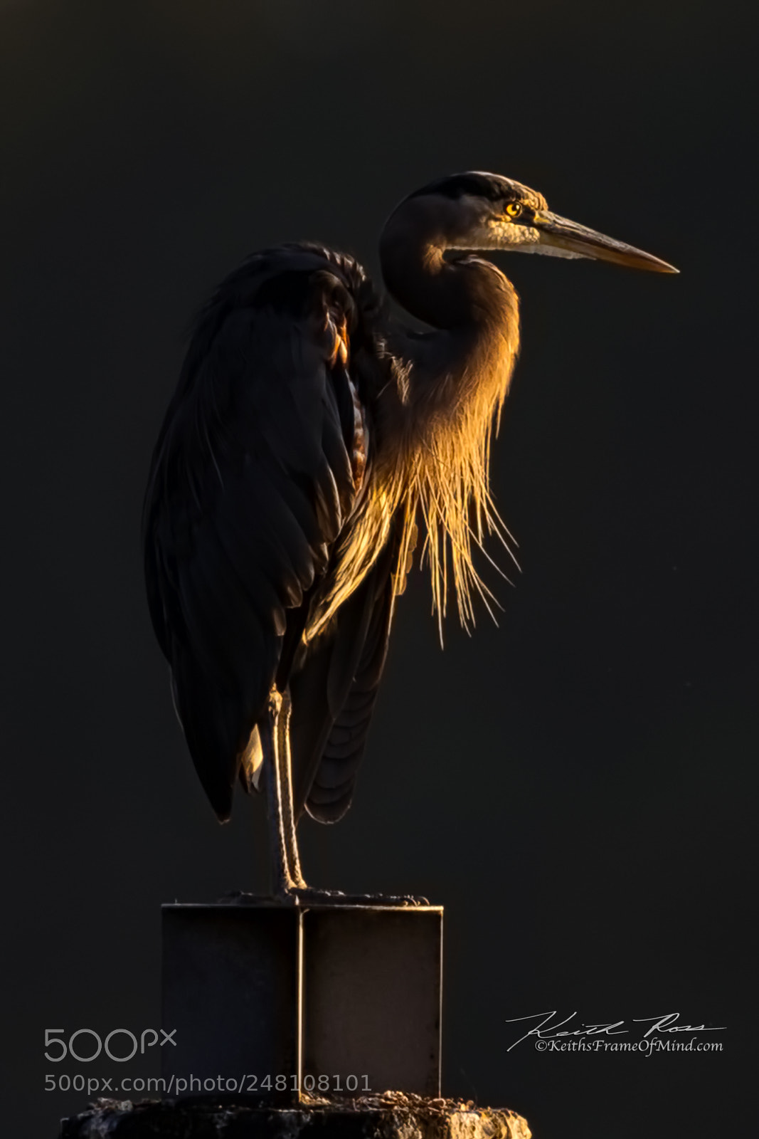 Canon EOS-1D X Mark II sample photo. 158. great blue heron photography