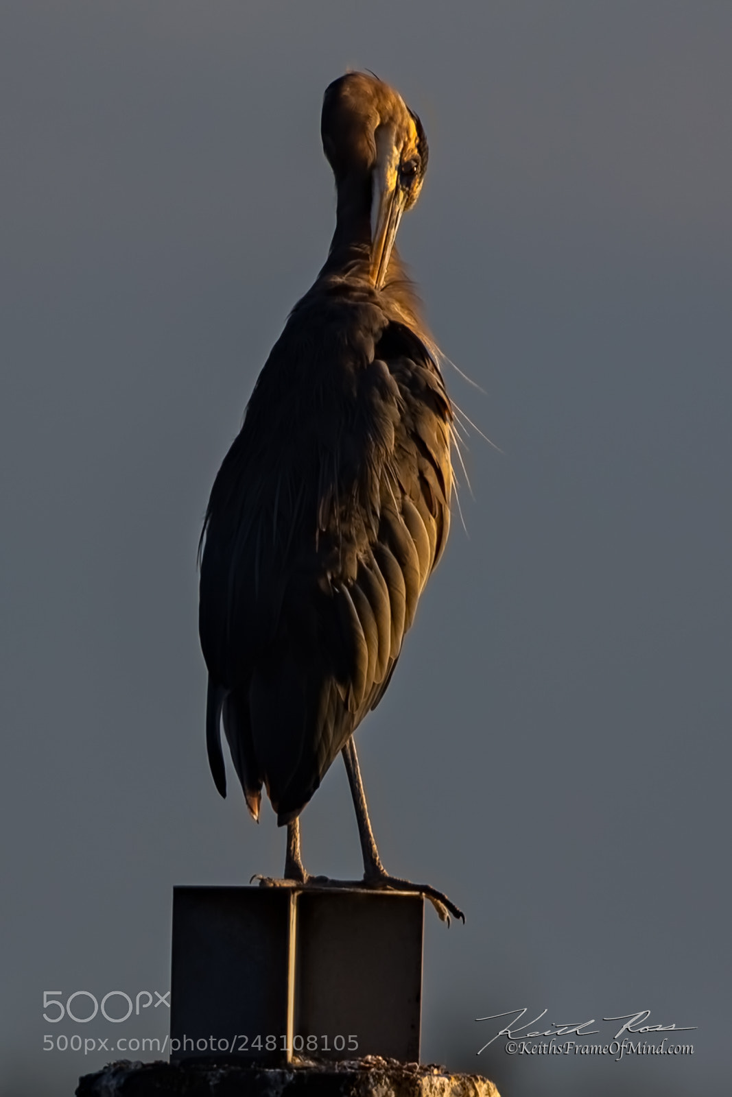 Canon EOS-1D X Mark II sample photo. 161. great blue heron photography