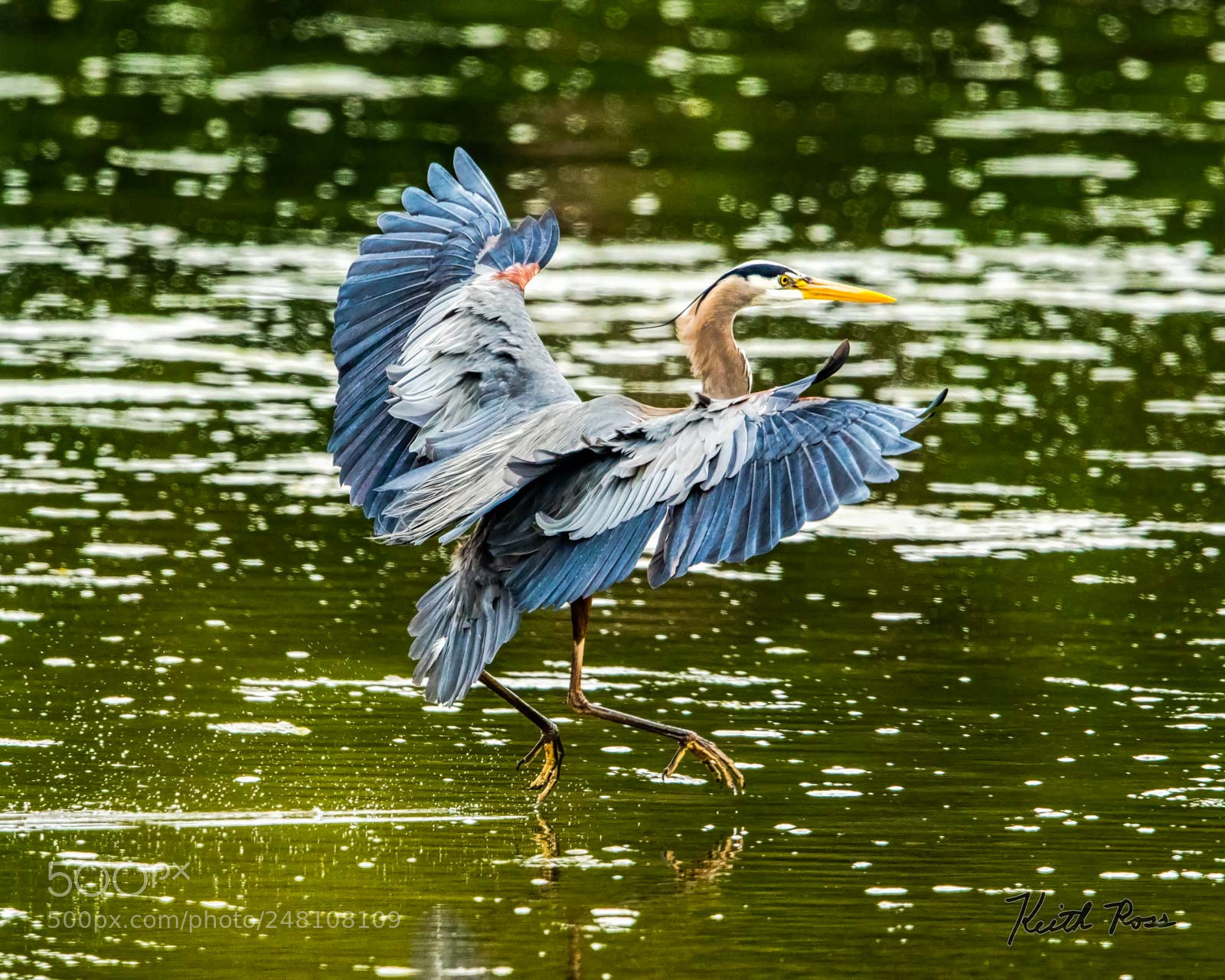 Canon EOS 7D Mark II sample photo. 23. great blue heron photography