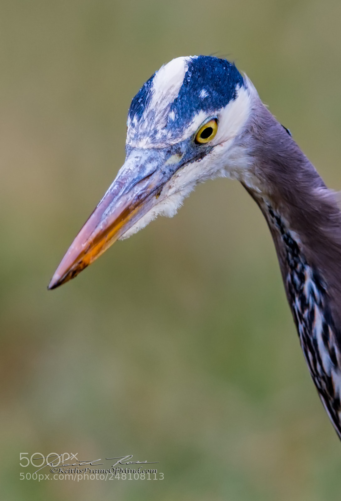 Canon EOS-1D X Mark II sample photo. 182. great blue heron photography