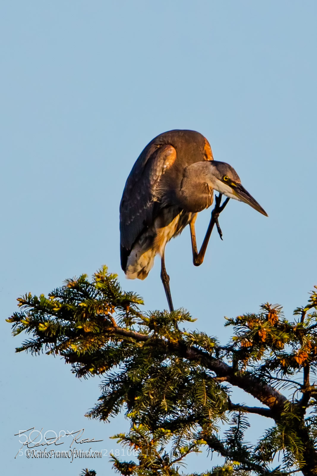 Canon EOS 5DS sample photo. 15. great blue heron photography