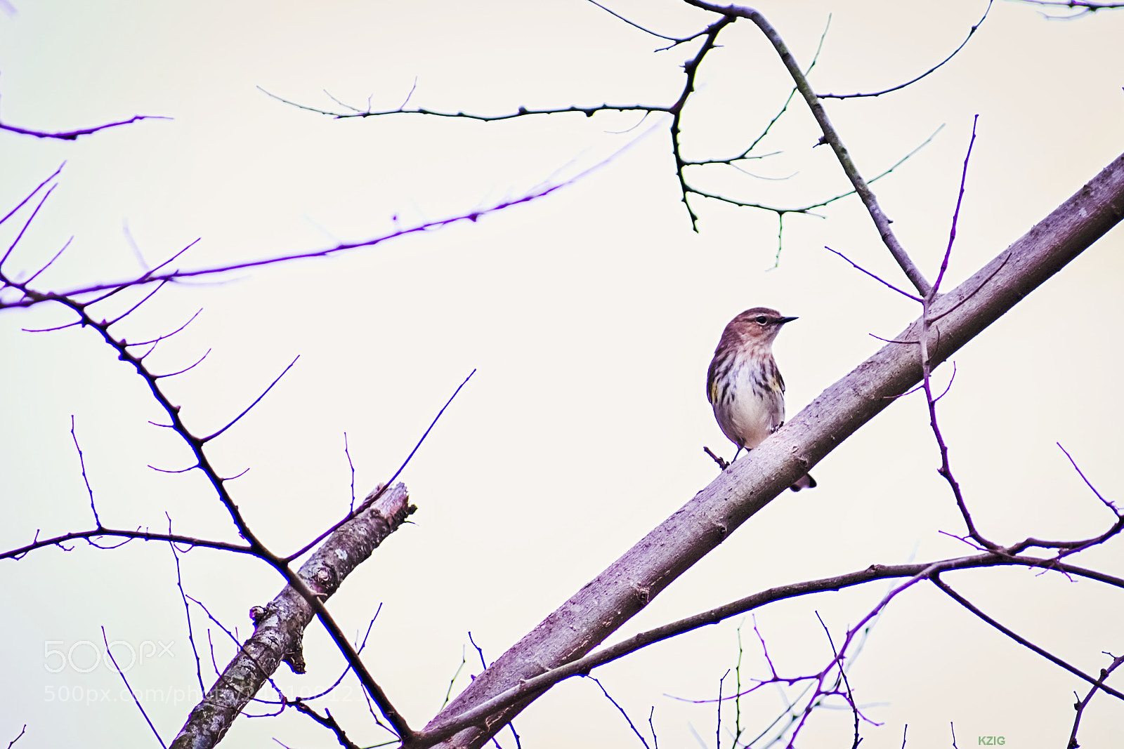 Nikon D3400 sample photo. Yellow-rumped warbler photography