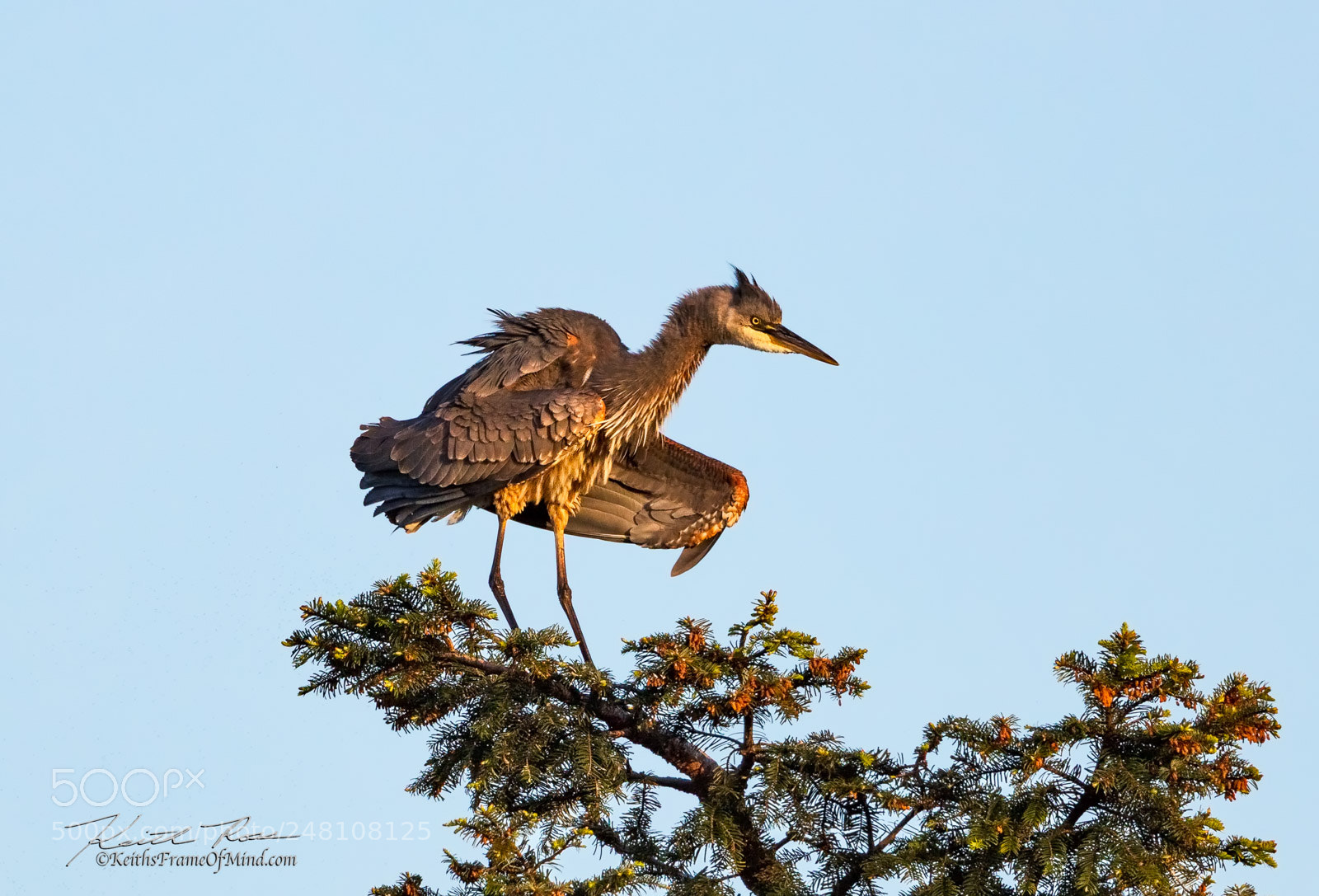 Canon EOS 5DS sample photo. 16. great blue heron photography