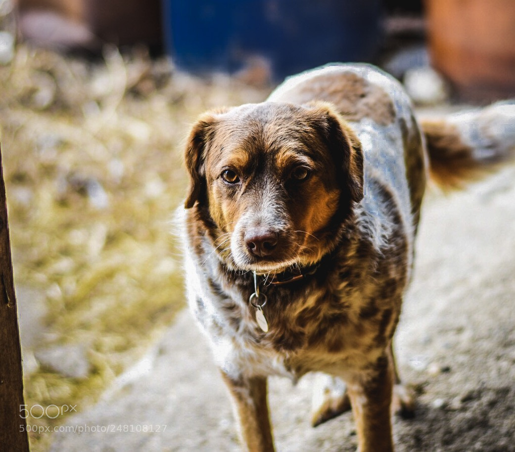 Nikon D7200 sample photo. Every dog must have photography