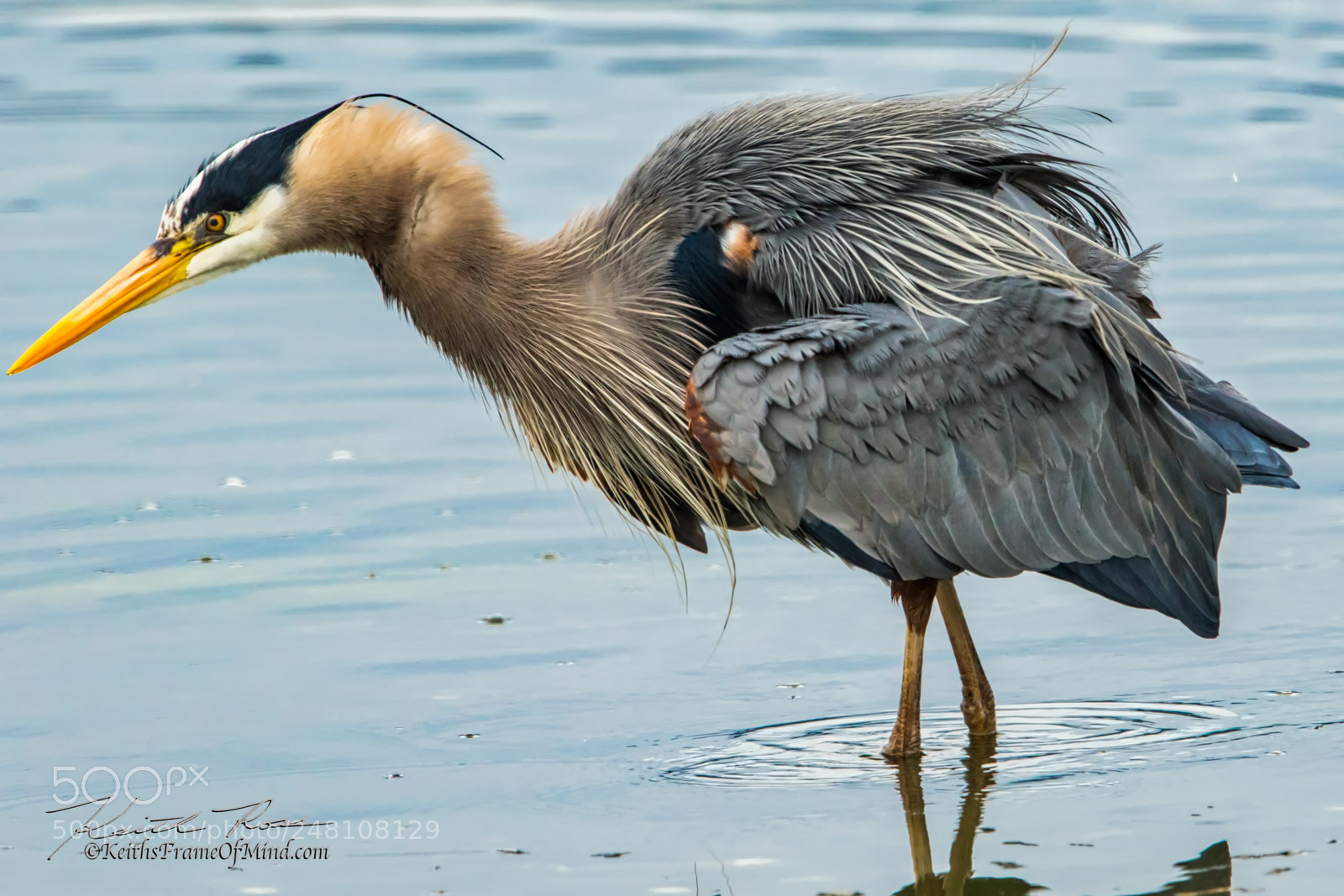 Canon EOS 7D Mark II sample photo. 19. great blue heron photography