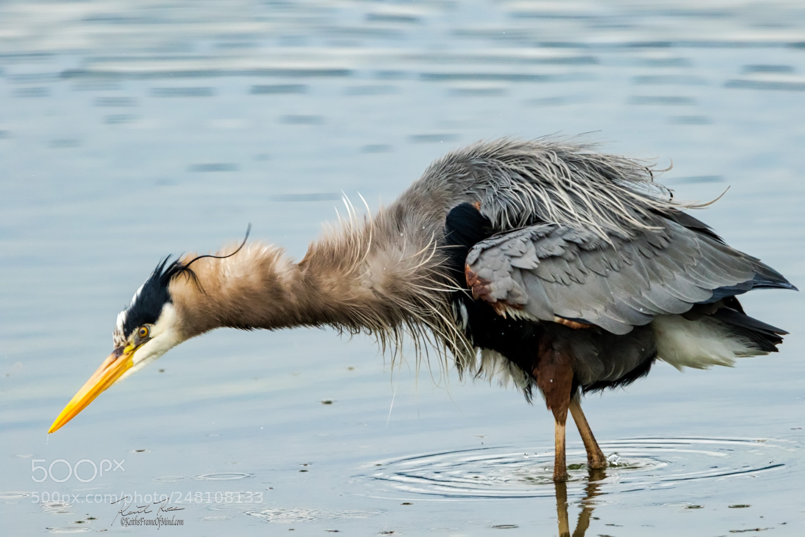 Canon EOS 7D Mark II sample photo. 21. great blue heron photography